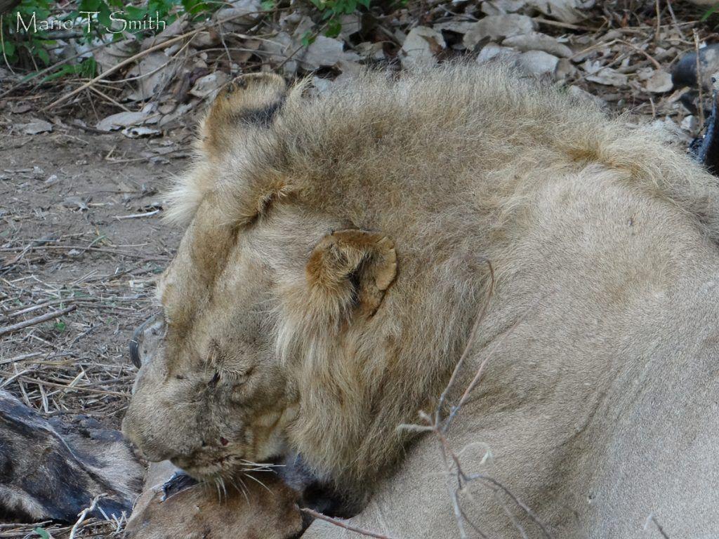 1024x768 The Lion Is King stories told through a trip to Tanzania