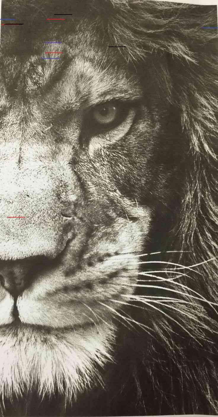 736x1407 Beautiful, #albinoanimalcute #beautiful. Lion wallpaper, Lion eyes, Black and white lion