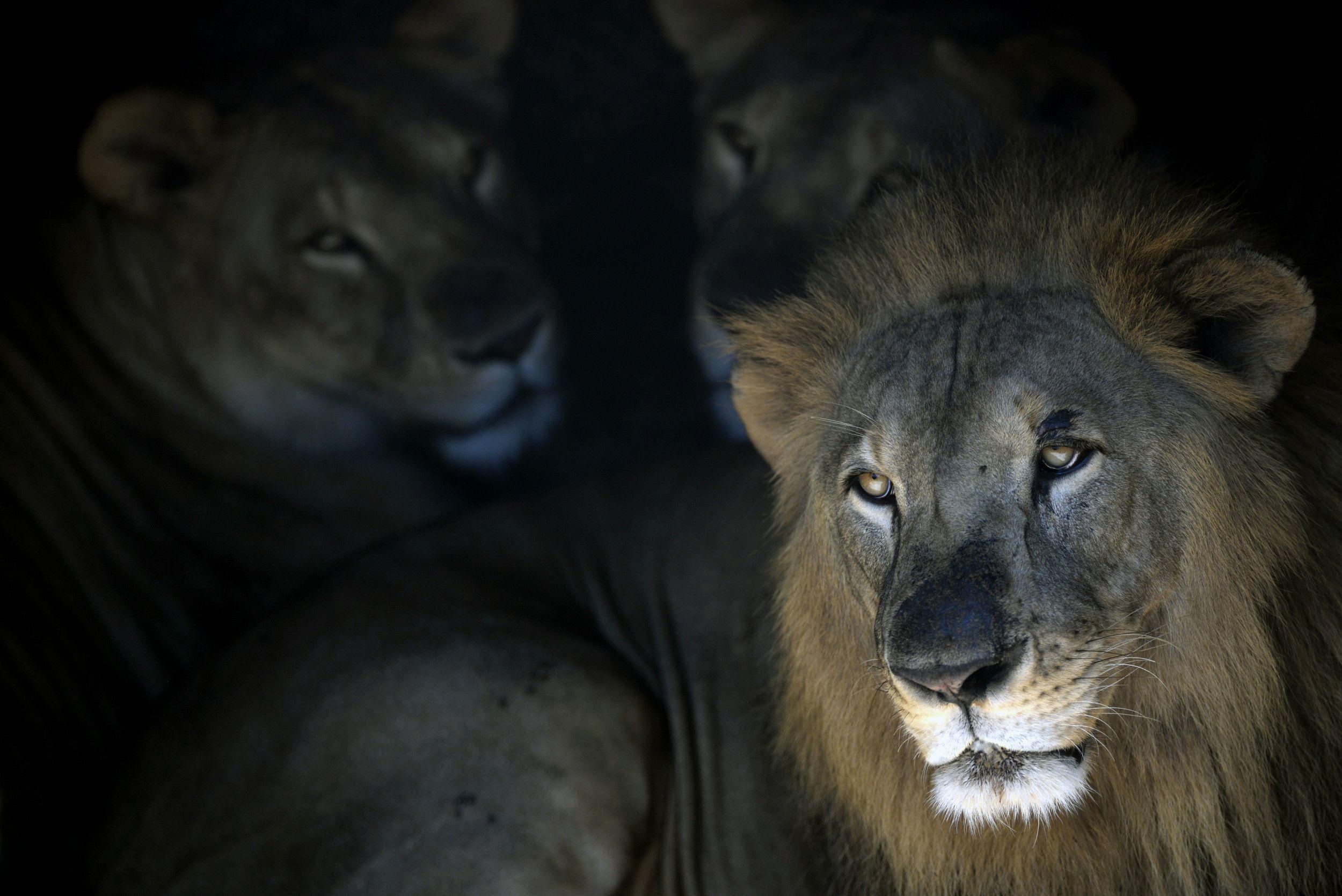2500x1669 Some Twitter Users Really Think Putin Released Hundreds of Lions in Russian Streets to Make People Stay Home