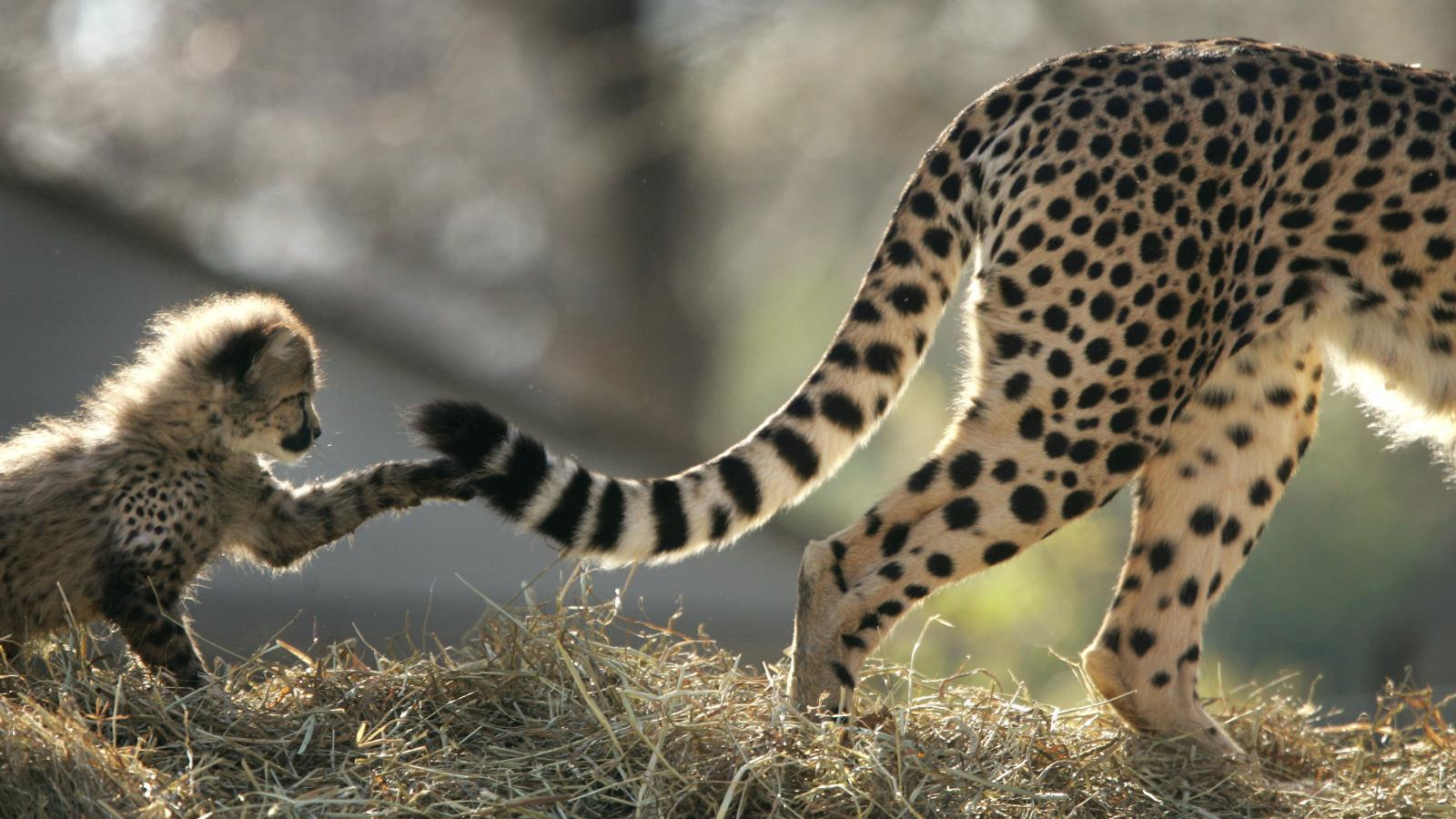 1600x900 Some cheetahs are terrible mothers, and that leads to exactly what you think