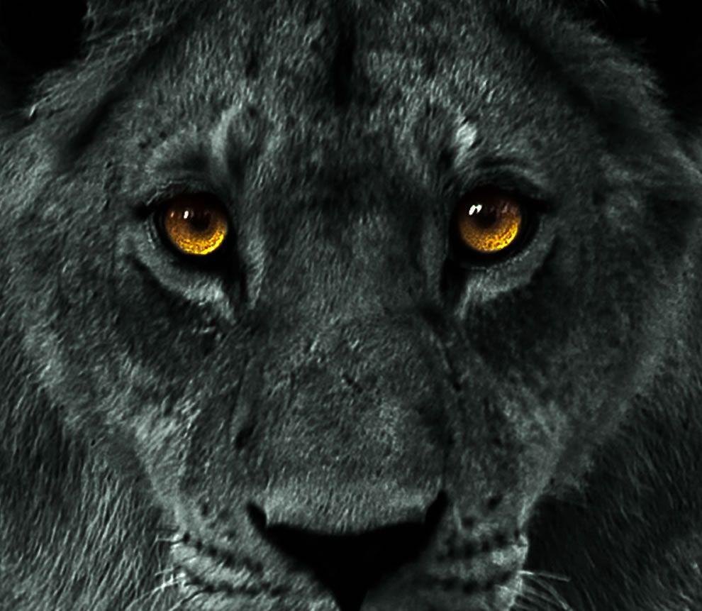 990x861 Black Lion Image Quotes. QuotesGram