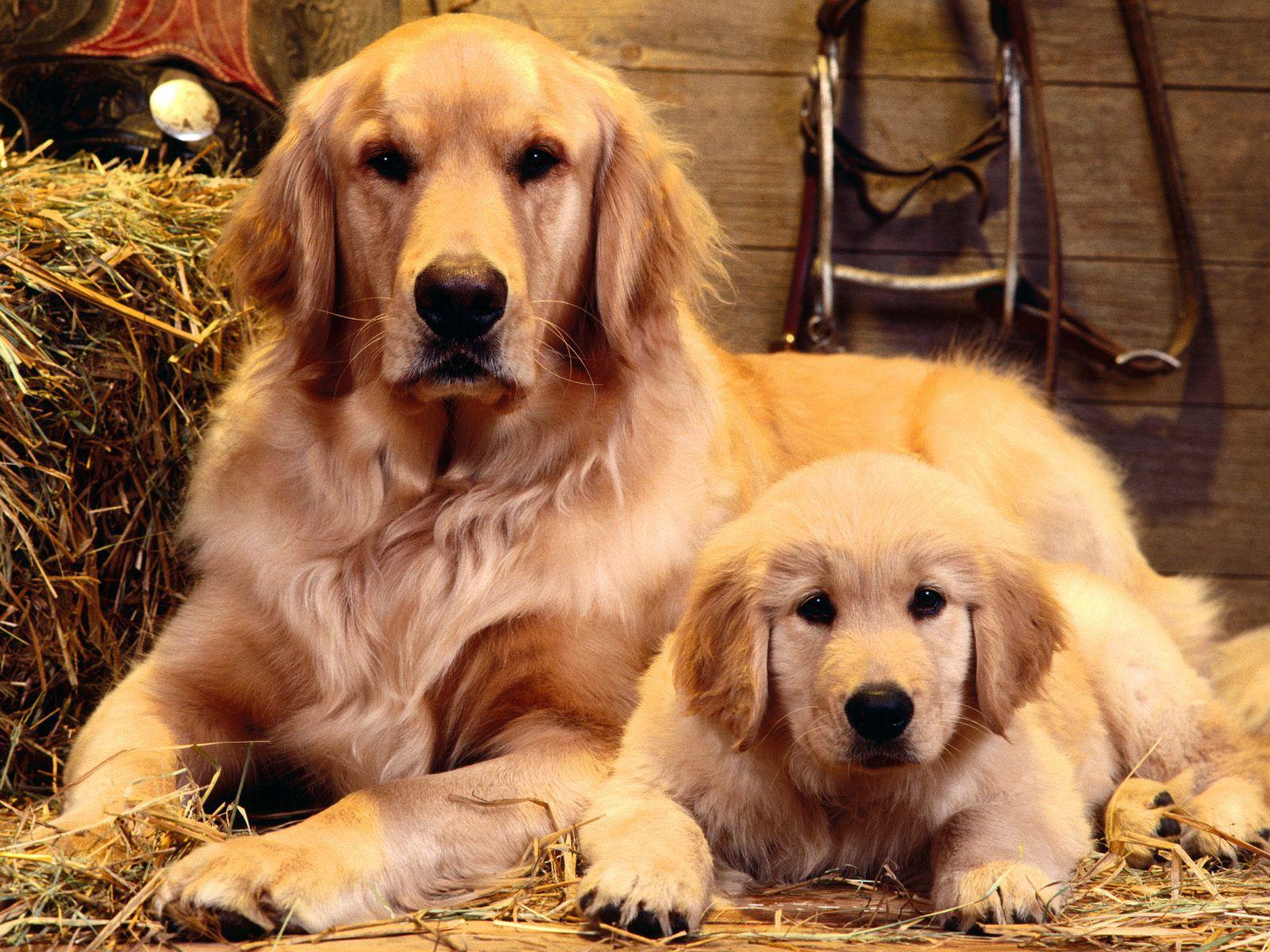 1600x1200 Golden Retriever family portrait photo and wallpaper. Beautiful Golden Retriever family portrait picture