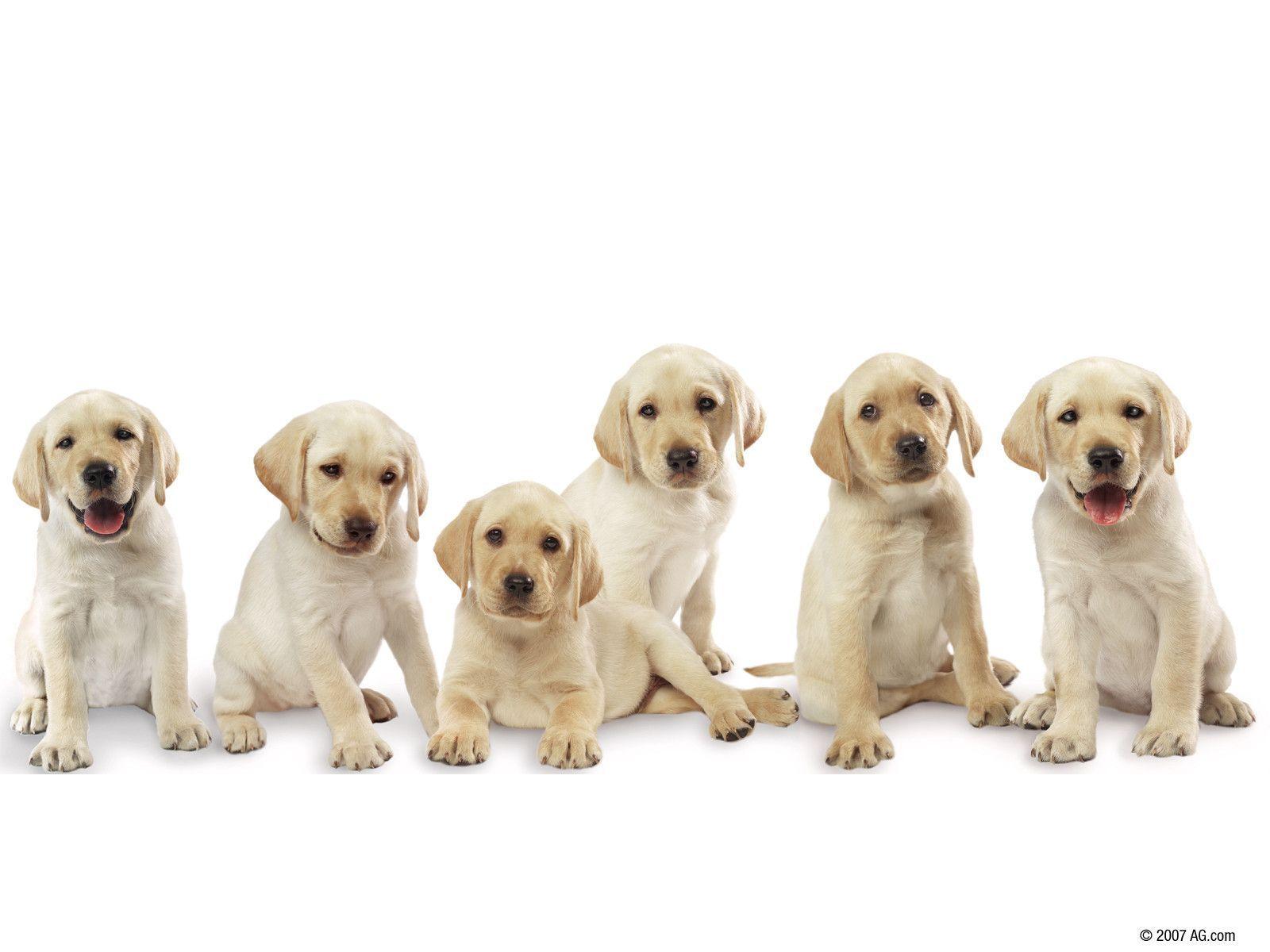 1600x1200 Dog Background