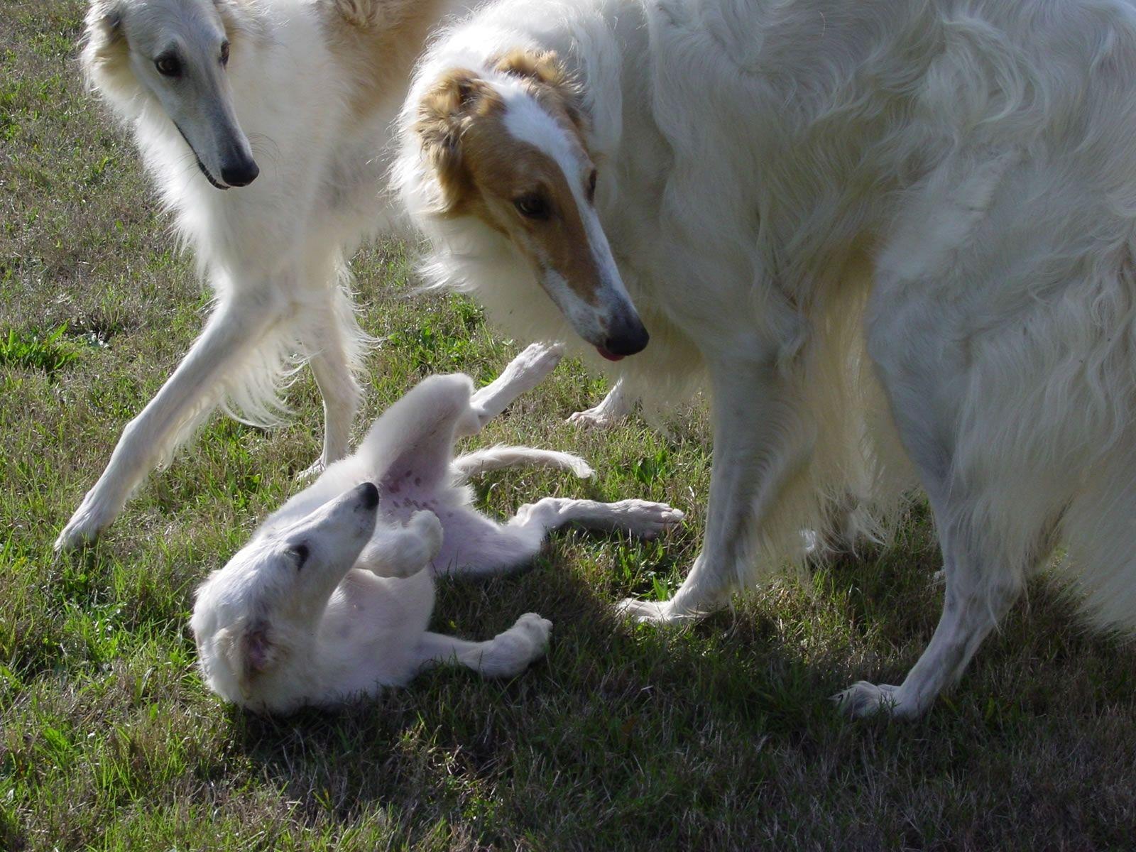 1600x1200 Galgo Espanol family wallpaper and image, picture, photo