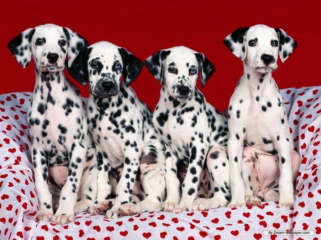 1024x768 Dogs Wallpaper Background: Dalmatian Dog Family Photo