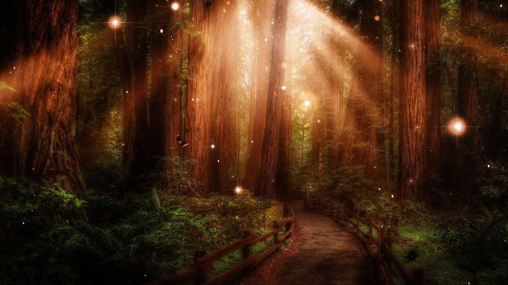 Forest Path Wallpapers Top Free Forest Path Backgrounds Wallpaperaccess 