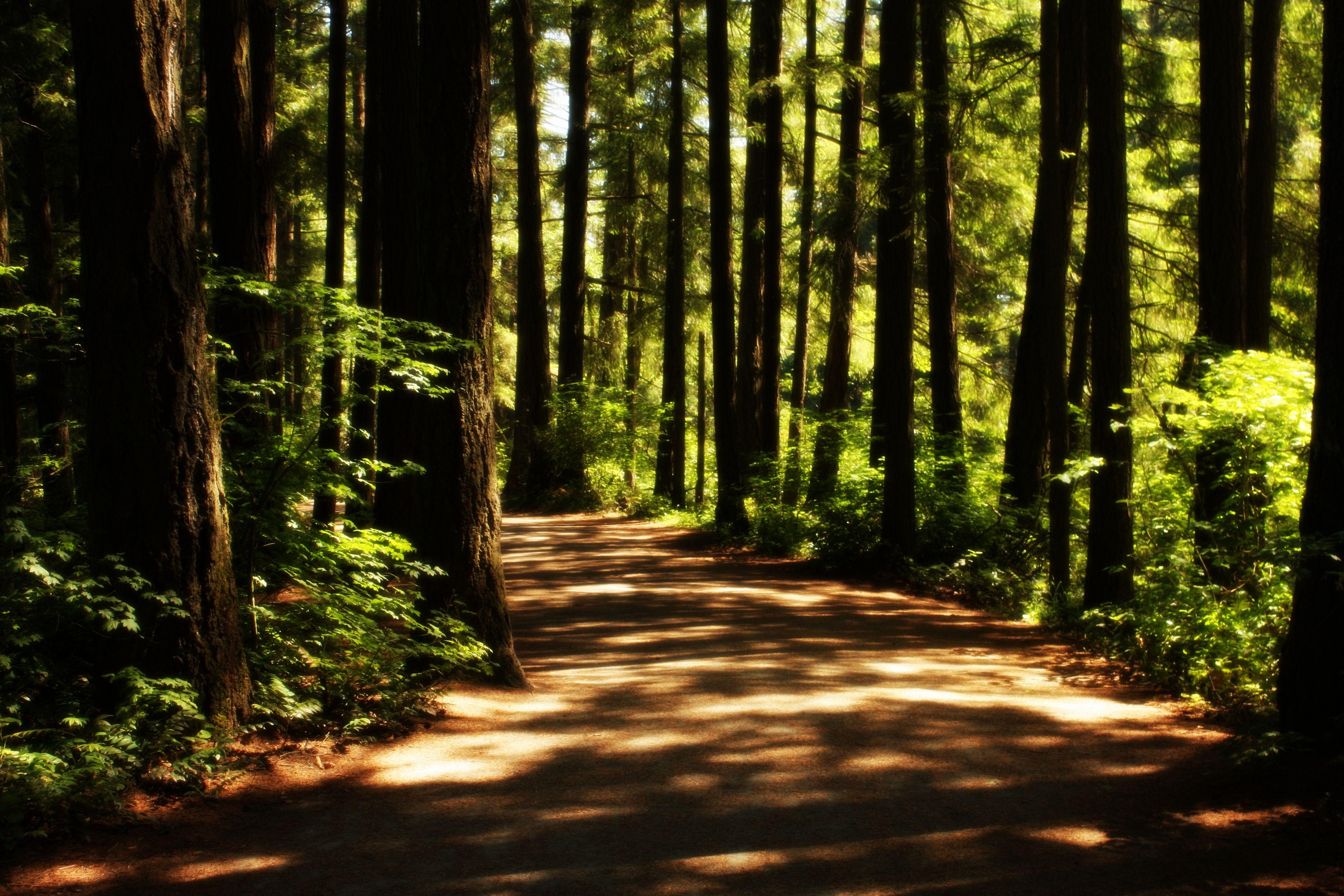 Forest Path Wallpapers Top Free Forest Path Backgrounds WallpaperAccess