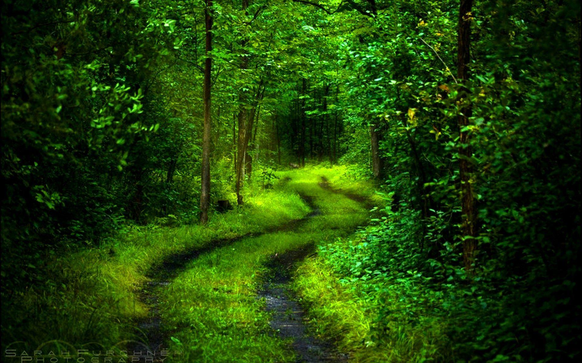 1920x1200 Find Out: Forest Path Wallpaper /forest Path