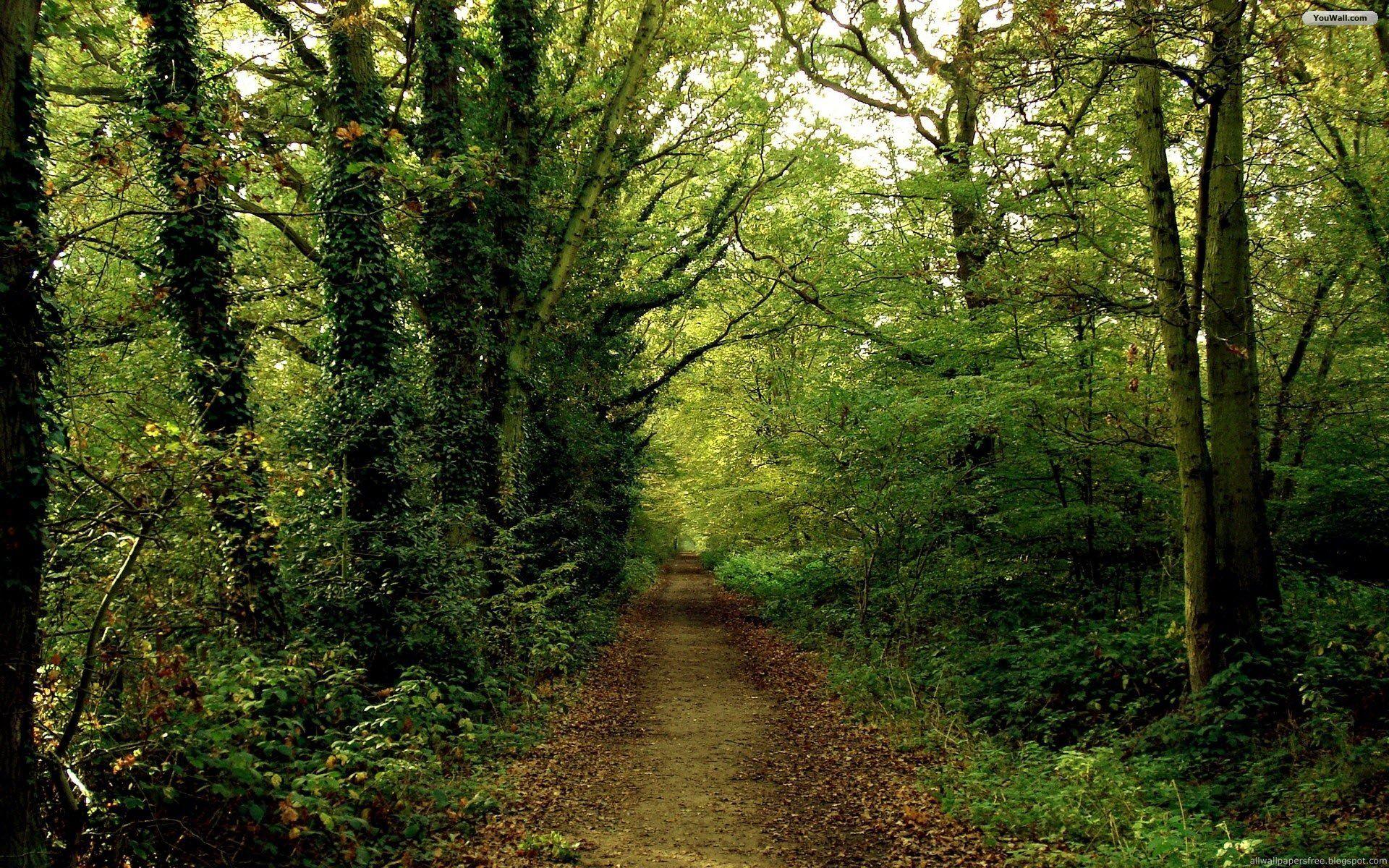 Forest Path Wallpapers Top Free Forest Path Backgrounds Wallpaperaccess 