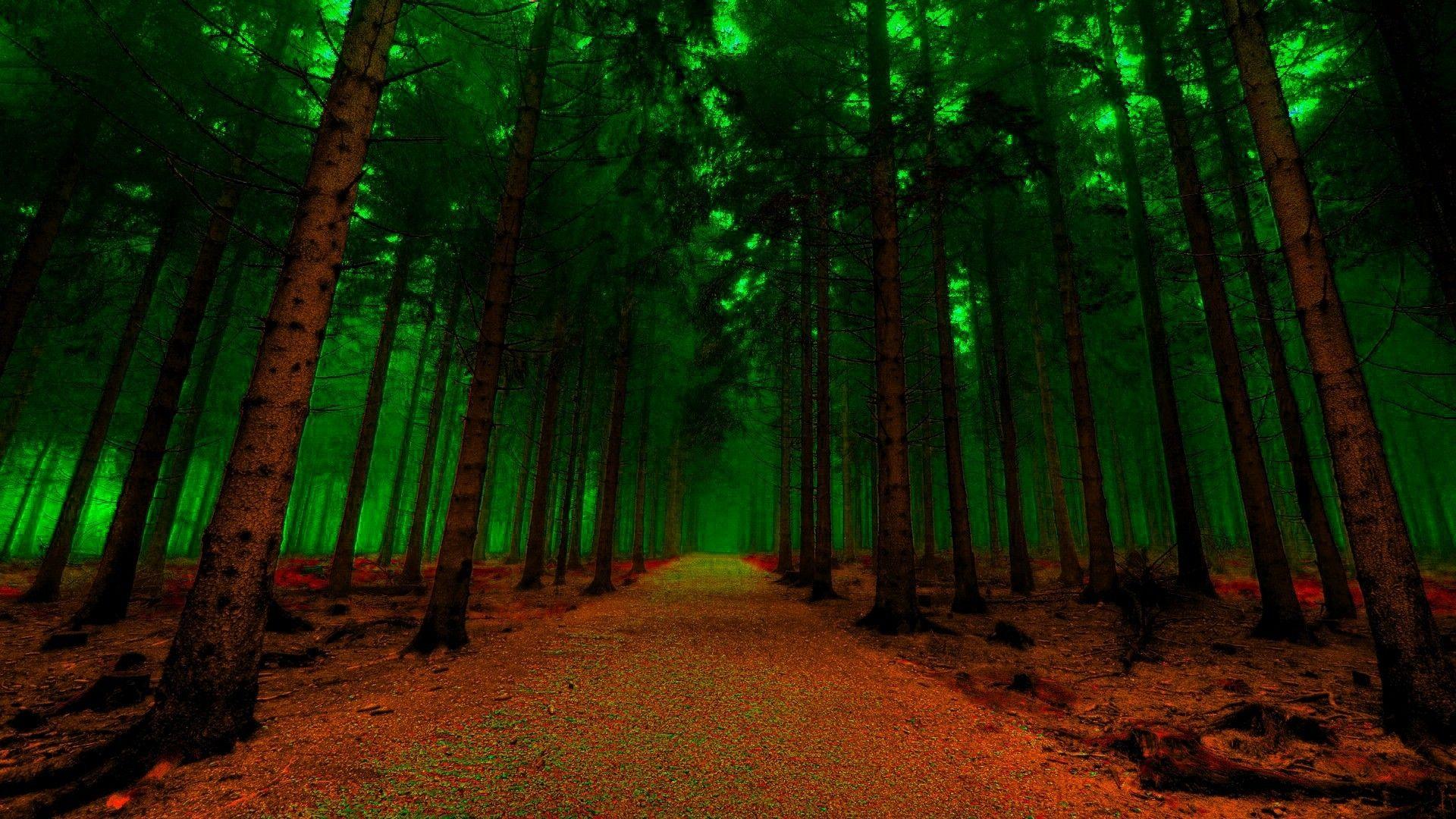 1920x1080 Green forest path wallpaper. PC