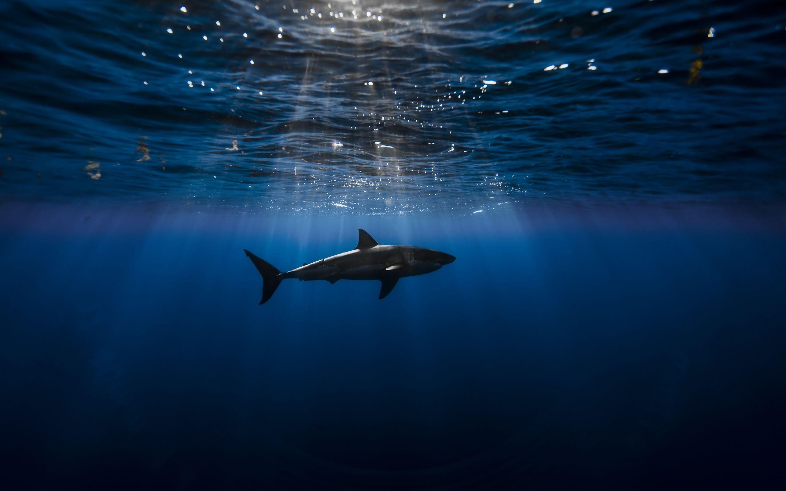 2560x1600 Underwater Wallpaper 122 Go Go Away