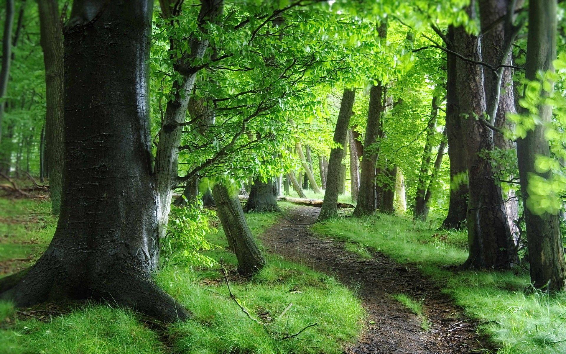 1920x1200 Forest: Trees Forest Path Forests Green Nature HD Wallpaper Free