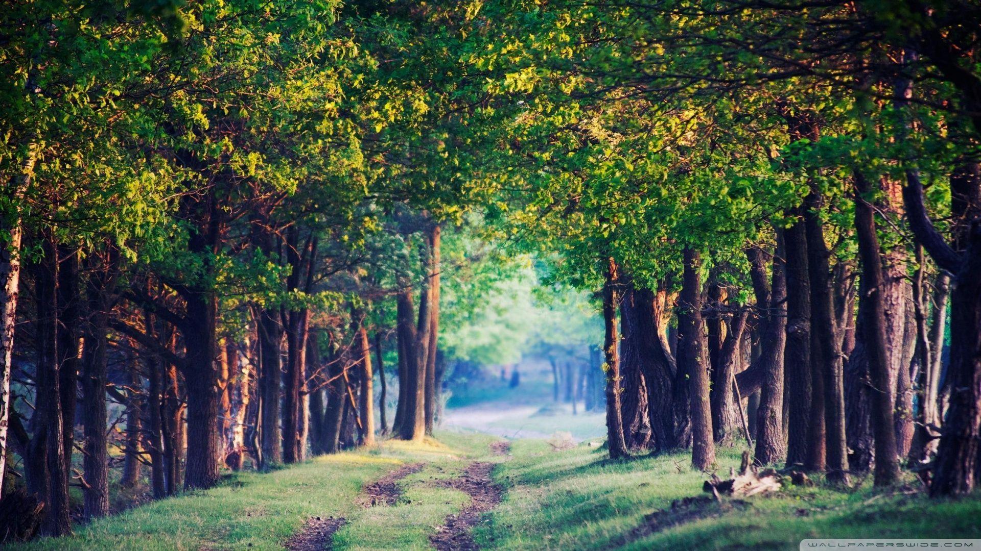 1920x1080 Beautiful Forest Path, Summer ❤ 4K HD Desktop Wallpaper for • Dual