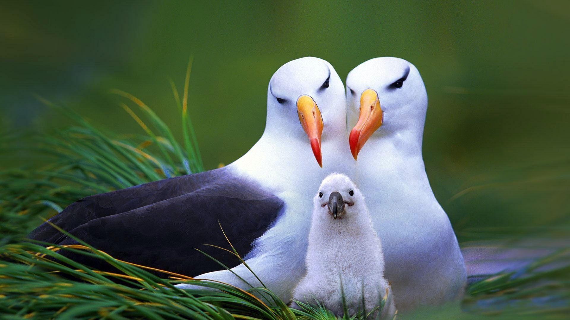 1920x1080 Couple birds with their baby on the nest