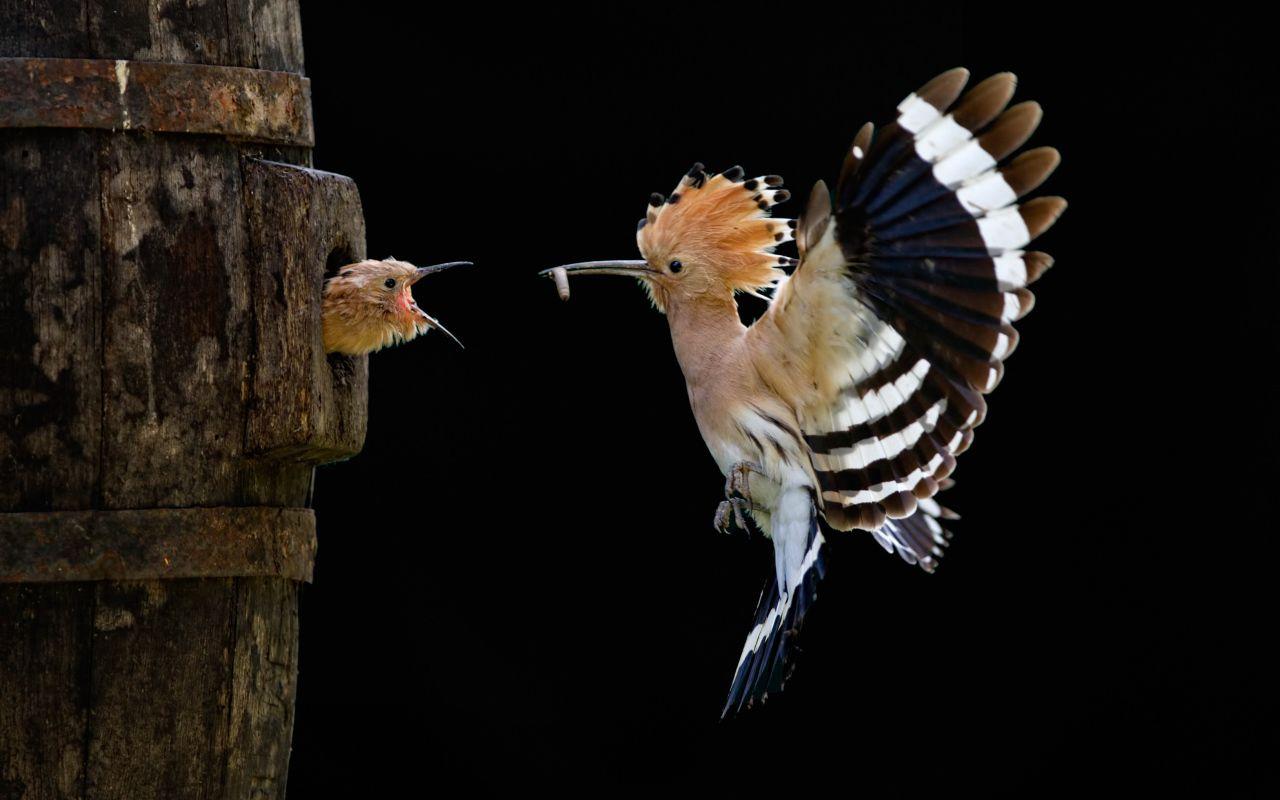 1280x800 Hoopoe and baby bird Desktop wallpaper 1280x800