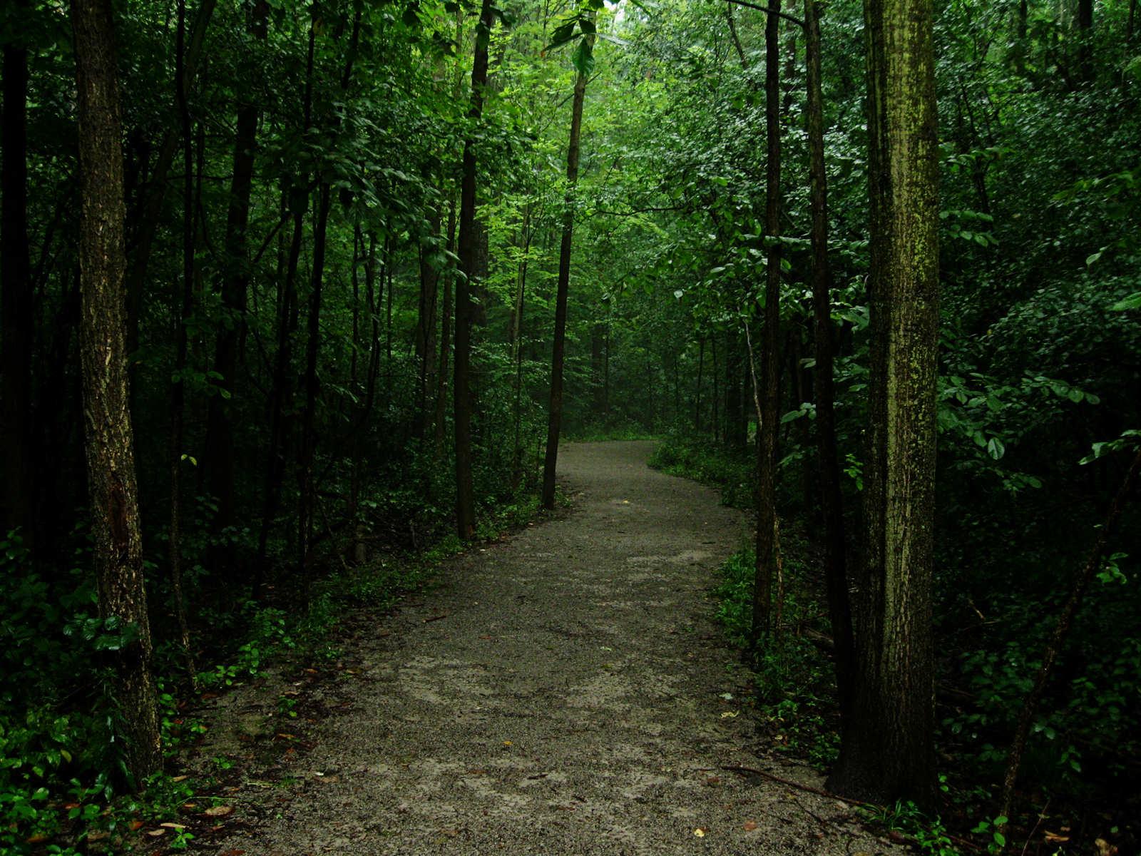 1600x1200 Dark Forest Path HD Desktop Wallpaper, Instagram photo, Background