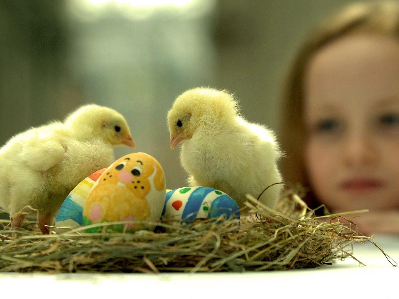 1600x1200 easter chicks chickens nest baby birds birds 1600x1200 wallpaper High Quality Wallpaper, High Definition Wallpaper
