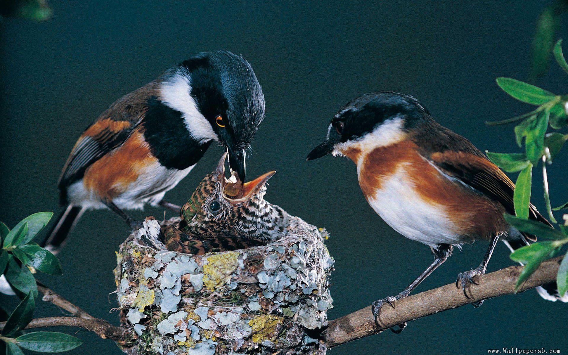 1920x1200 the parent birds feed her baby bird Wallpaper － Free download wallpaper, windows xp desktop wallp. Interesting animals, Pet birds, Baby bird