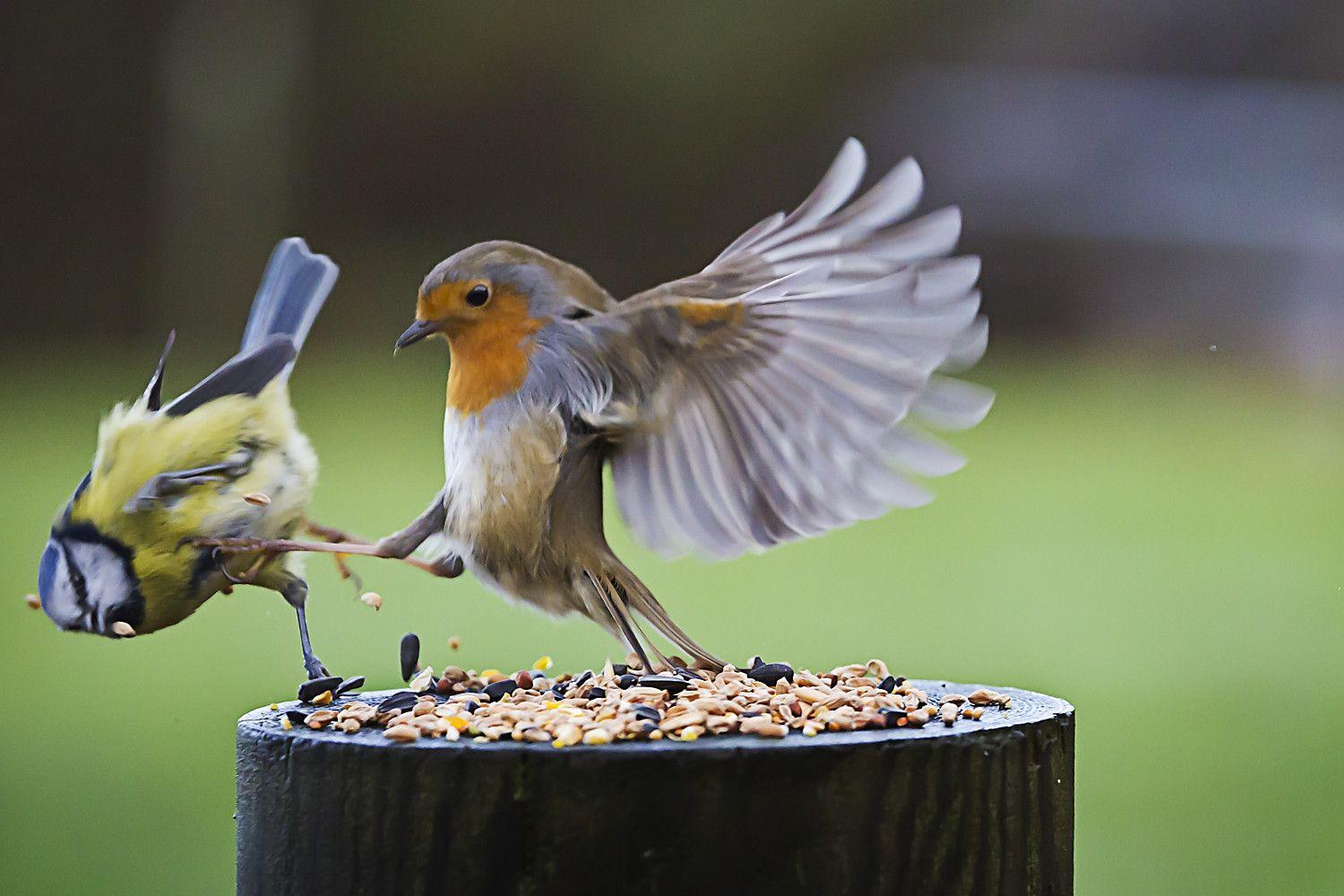 1500x1000 Fighting Little Birds Wallpaperx1000
