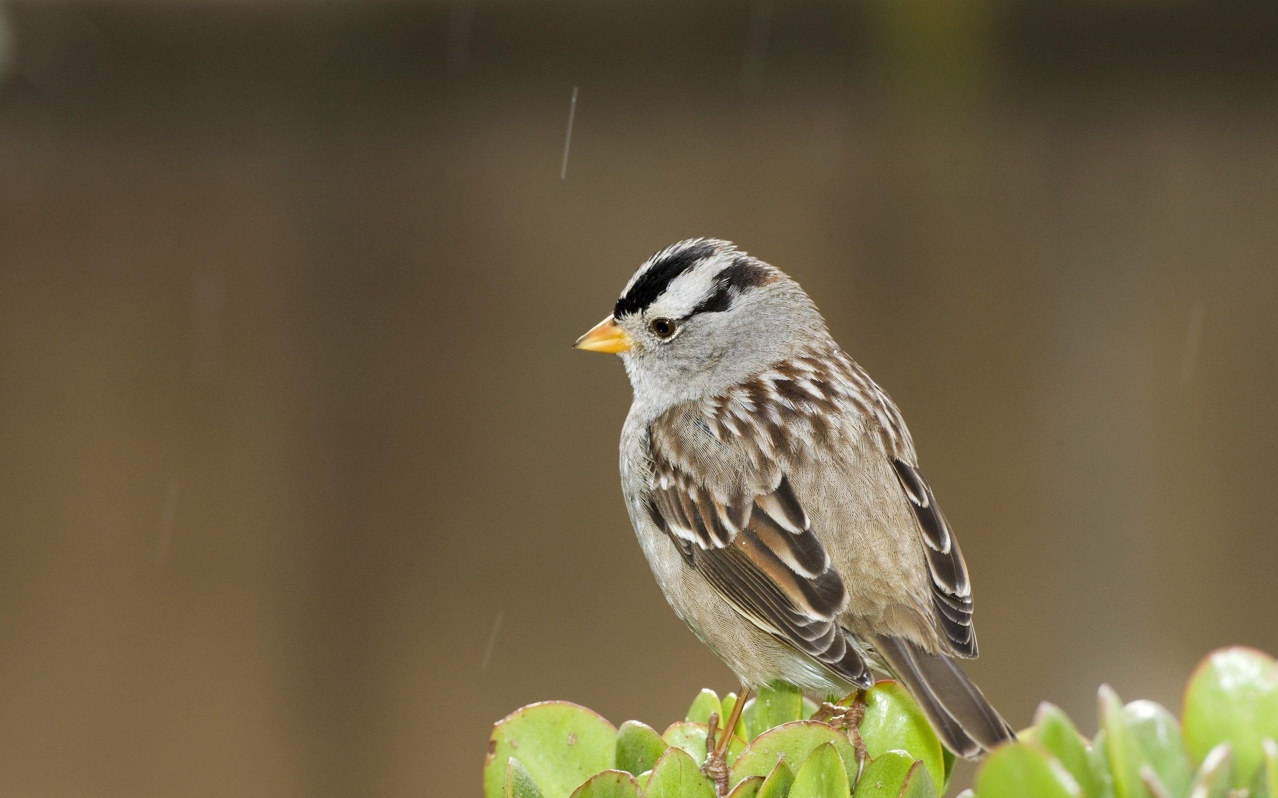 Little Bird Wallpapers - Top Free Little Bird Backgrounds - WallpaperAccess