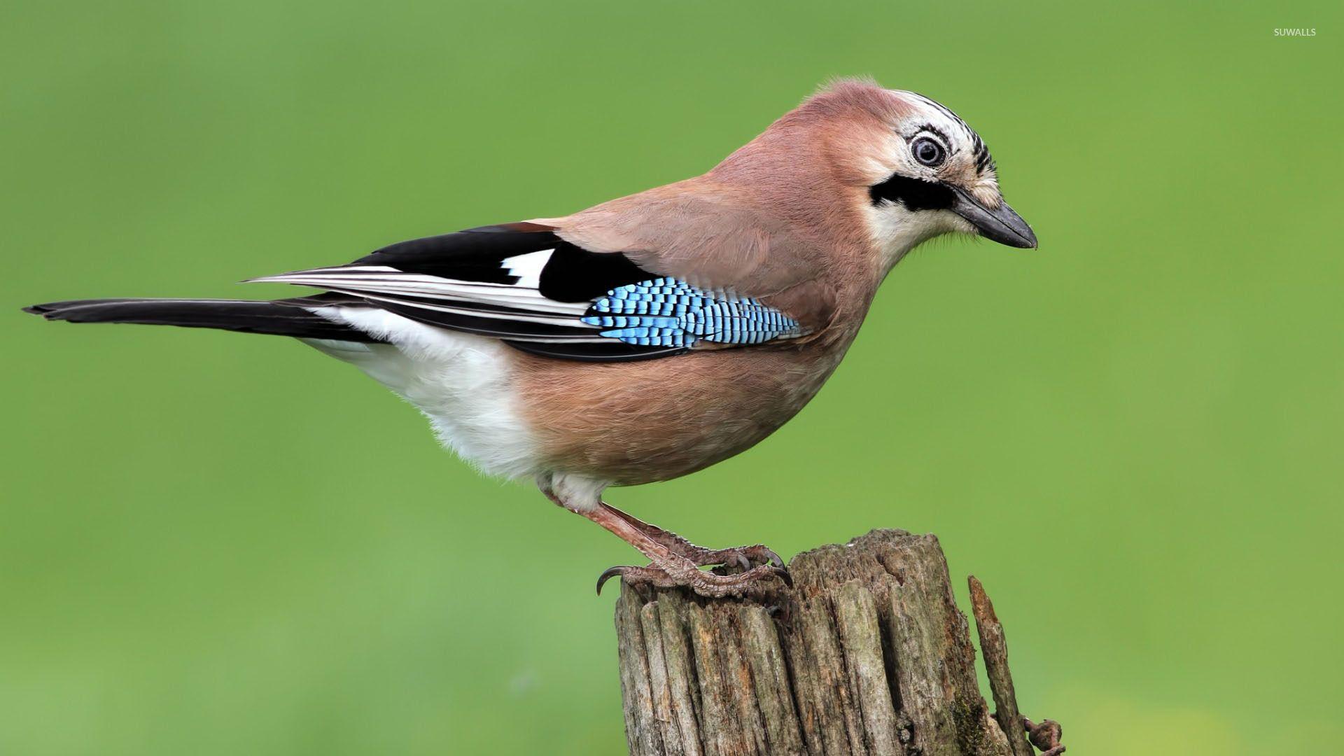 1920x1080 Little bird on a tree trunk wallpaper wallpaper