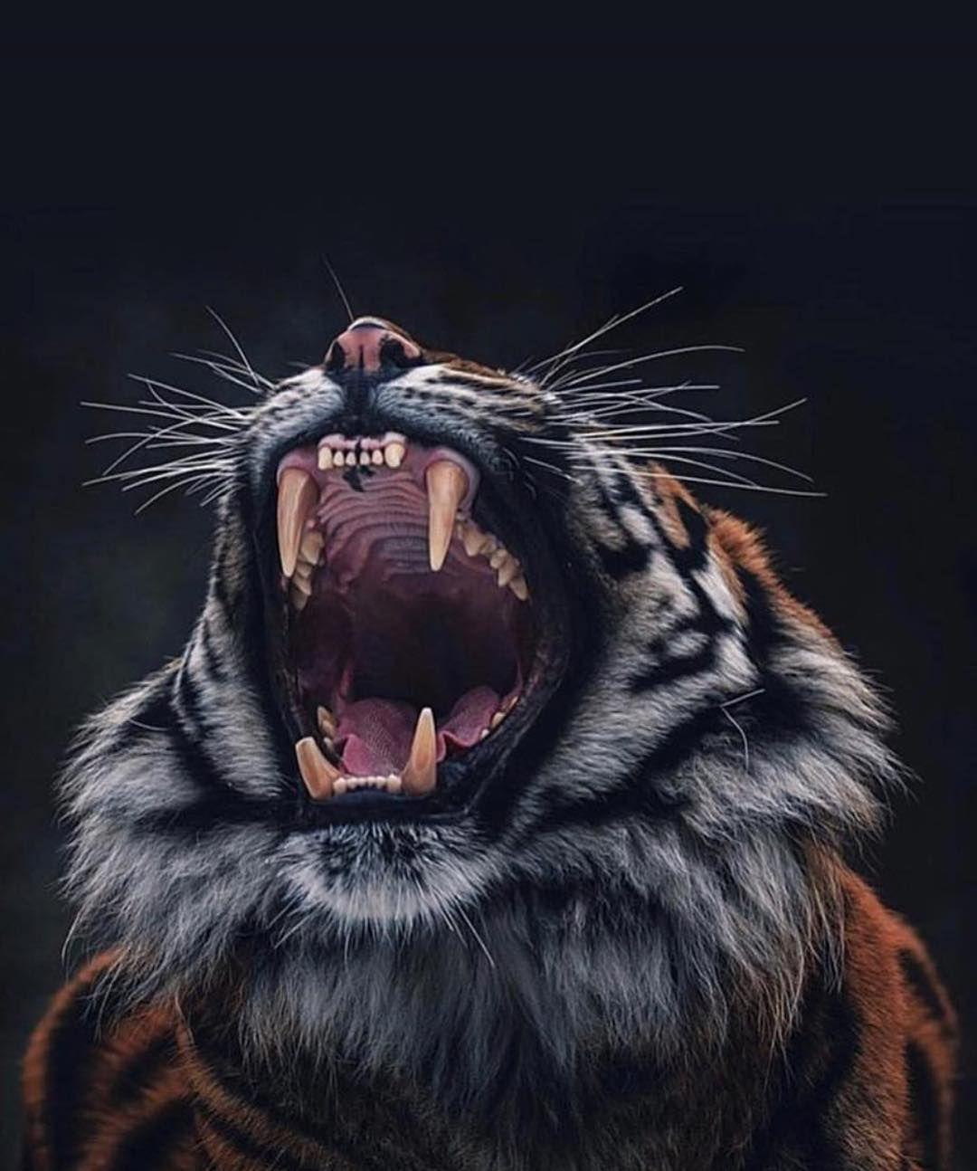 Hình nền 1080x1294 Evil Lion