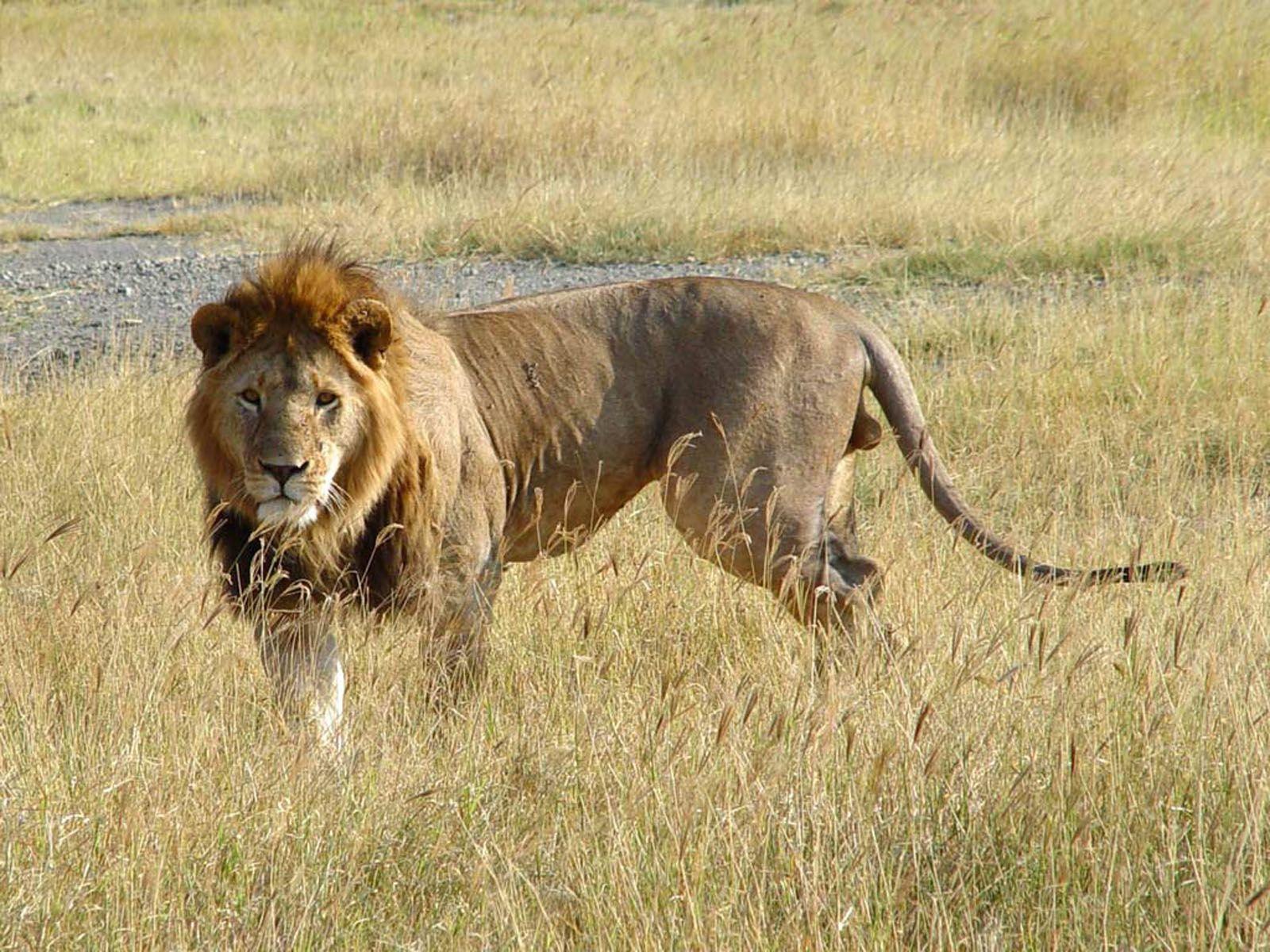 1600x1200 hình nền: Lion Wallpaper
