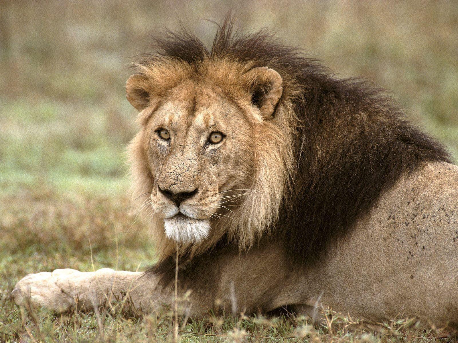1600x1200 hình nền: Lion Wallpaper