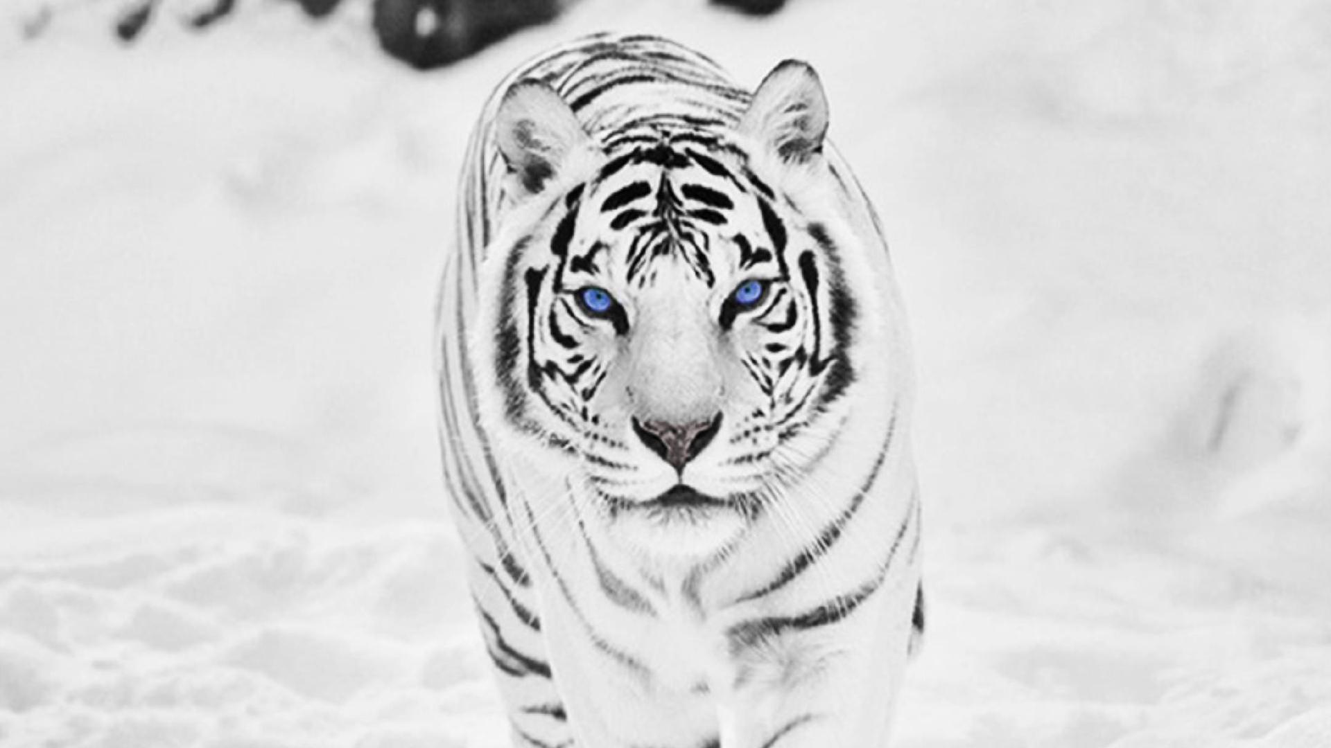 1920x1080 White Siberian Tiger Wallpaper