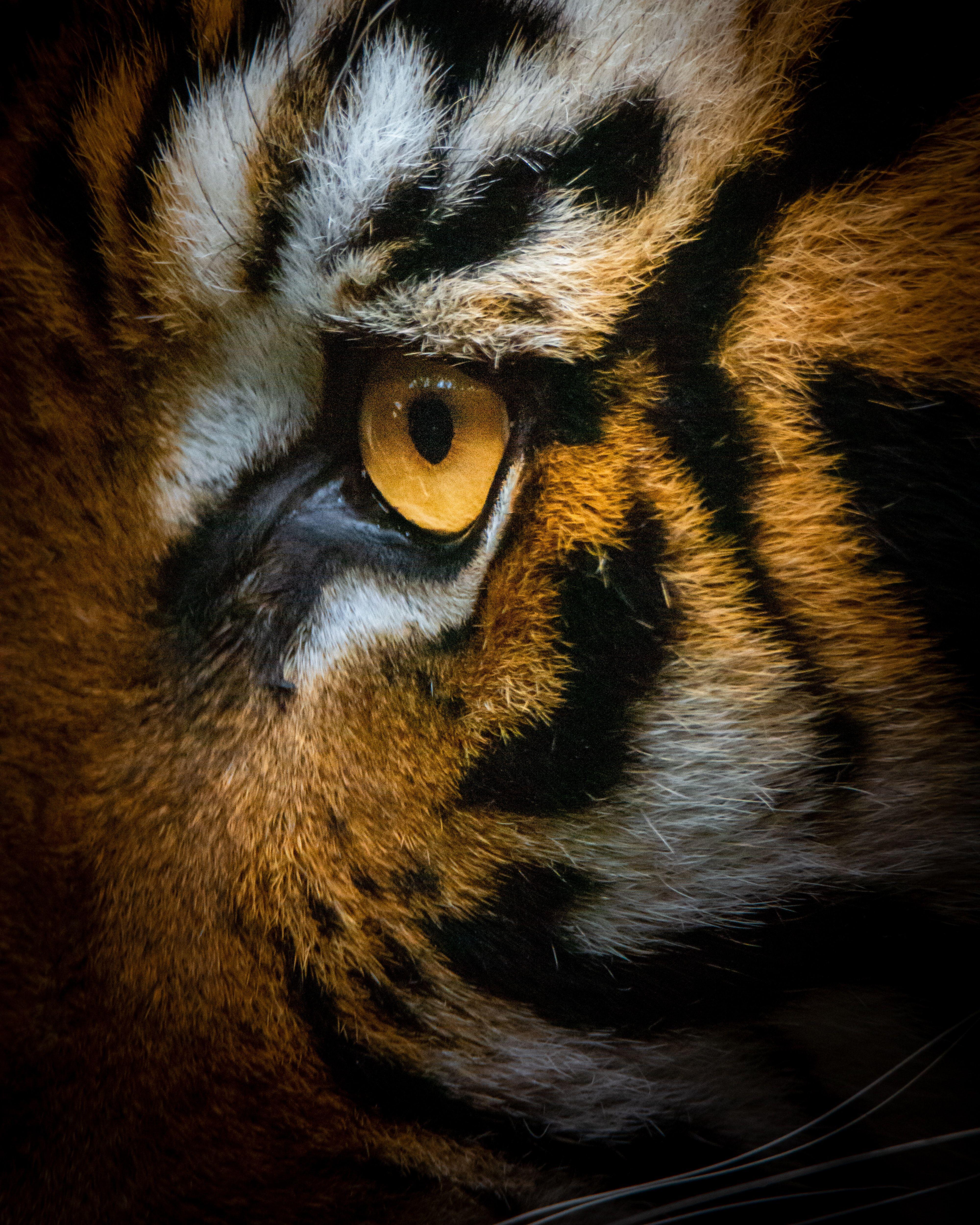 4000x5000 brown tiger photo
