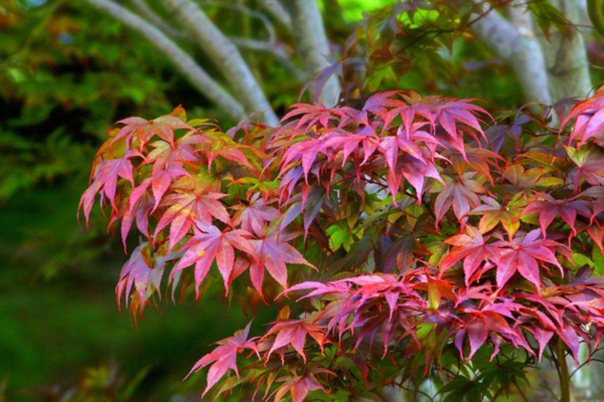 1200x800 CC6677 Color wallpaper: Japanese Orange Pink Nature Maple