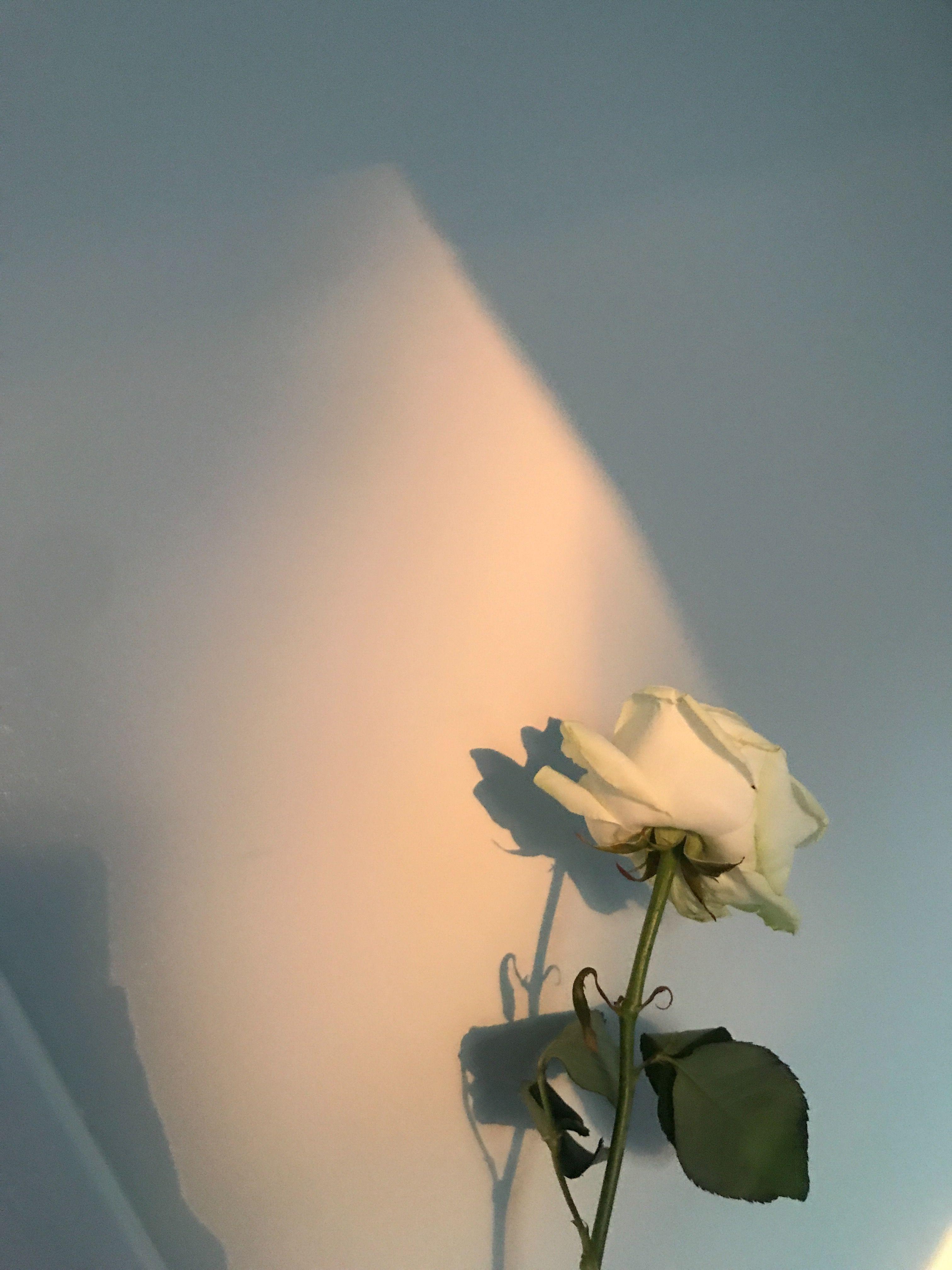 3024x4032 aesthetic, soft, gold, golden hour, rose, sun, photography, sunset, floral. Aesthetic roses, Rose gold aesthetic, Aesthetic lockscreens