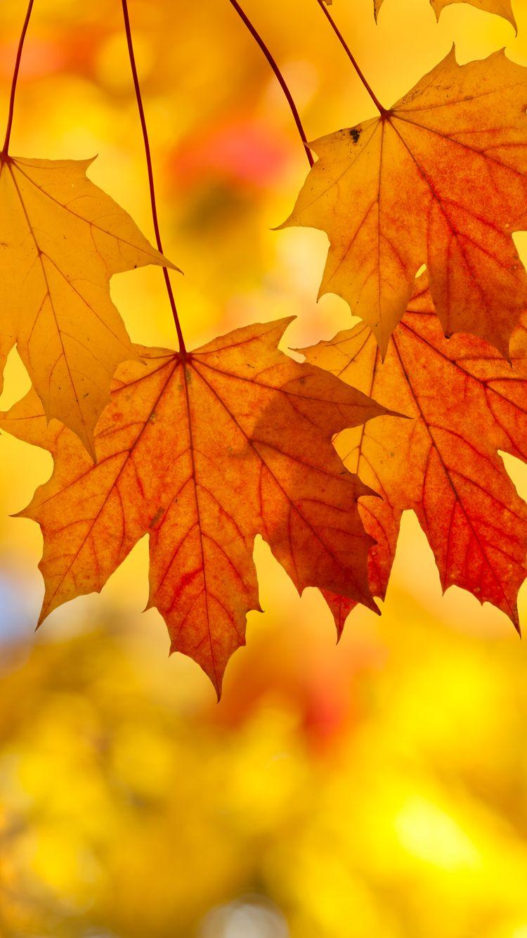 750x1334 Fall Leaves Wallpaper