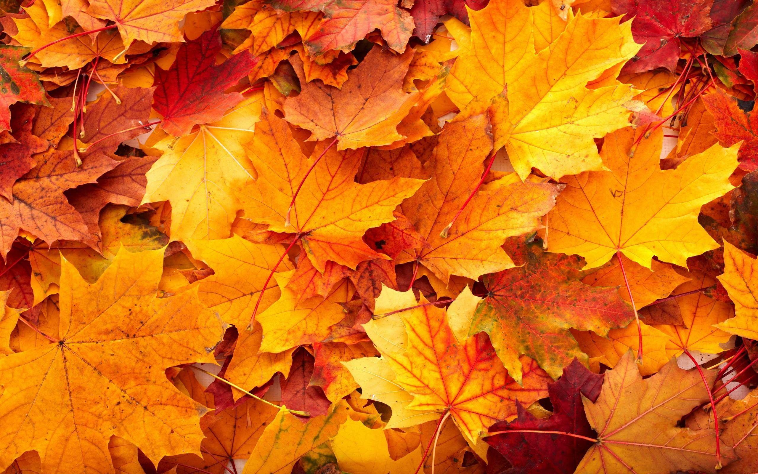 2560x1600 Fall Leaves Wallpaper Desktop