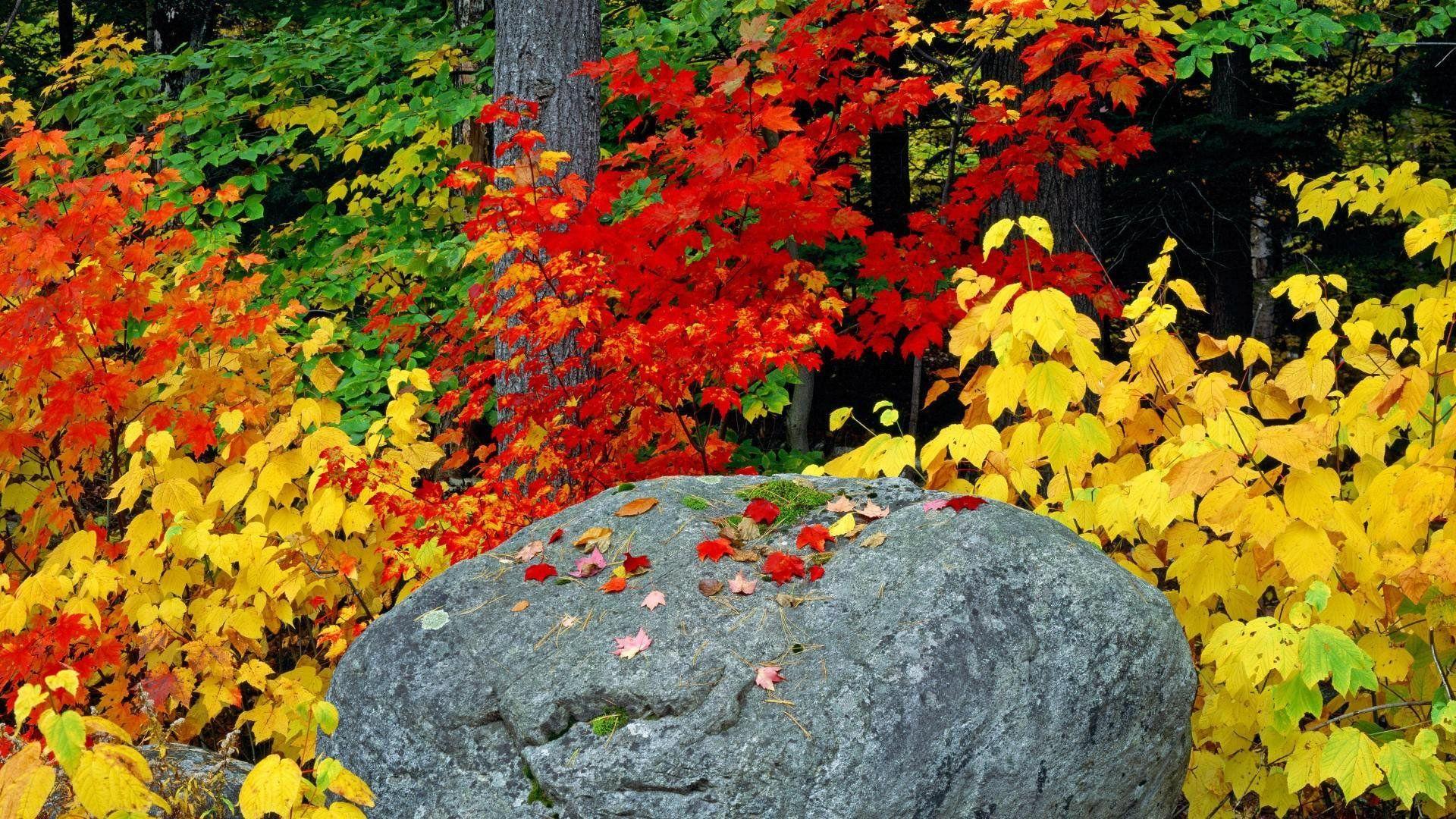 1920x1080 Autumn fall foliage leaves rock Adirondack Mountains wallpaperx1080
