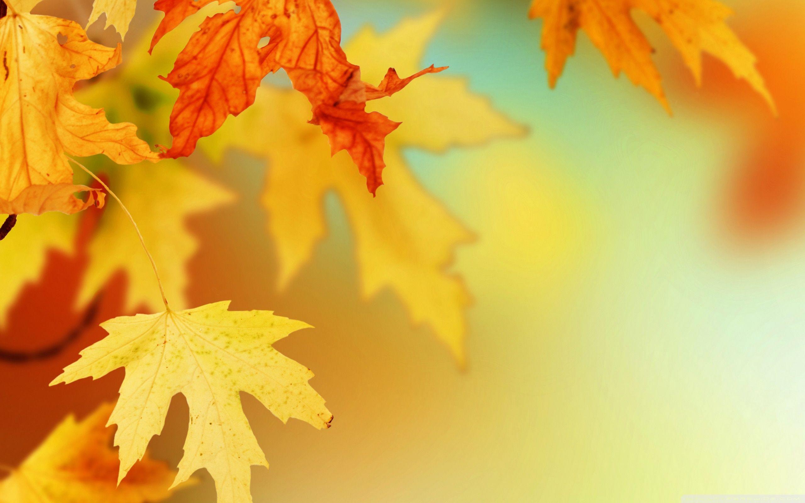 2560x1600 Fall Leaves Wallpaper Free