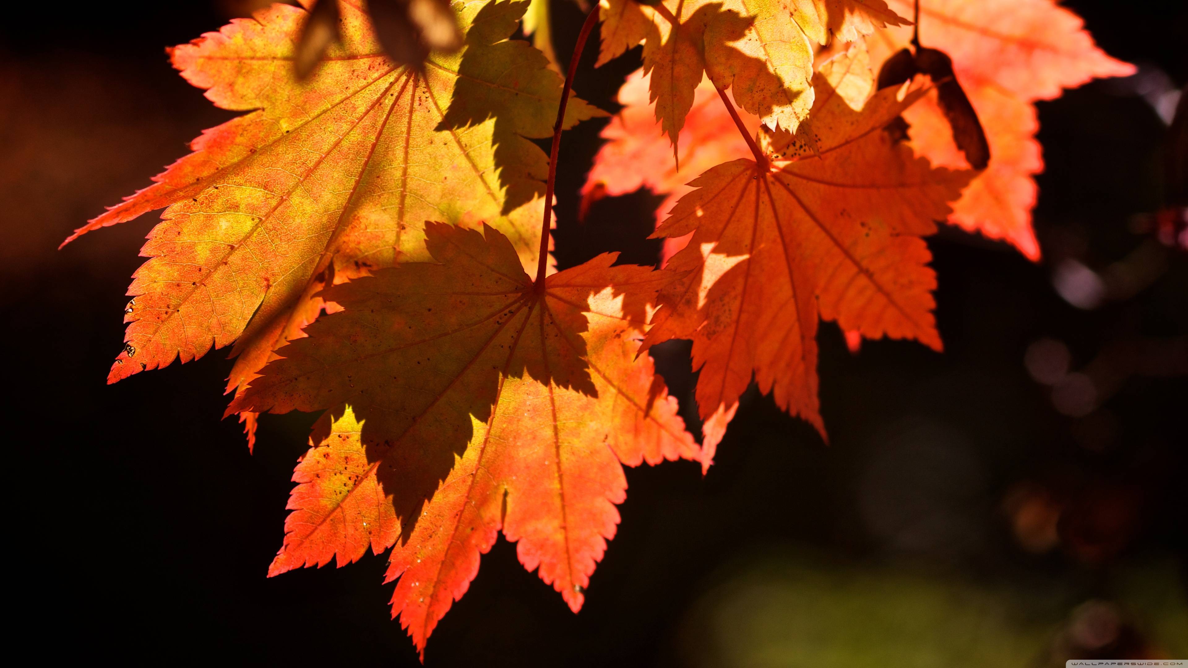 3840x2160 Fall Leaves Wallpaper Desktop