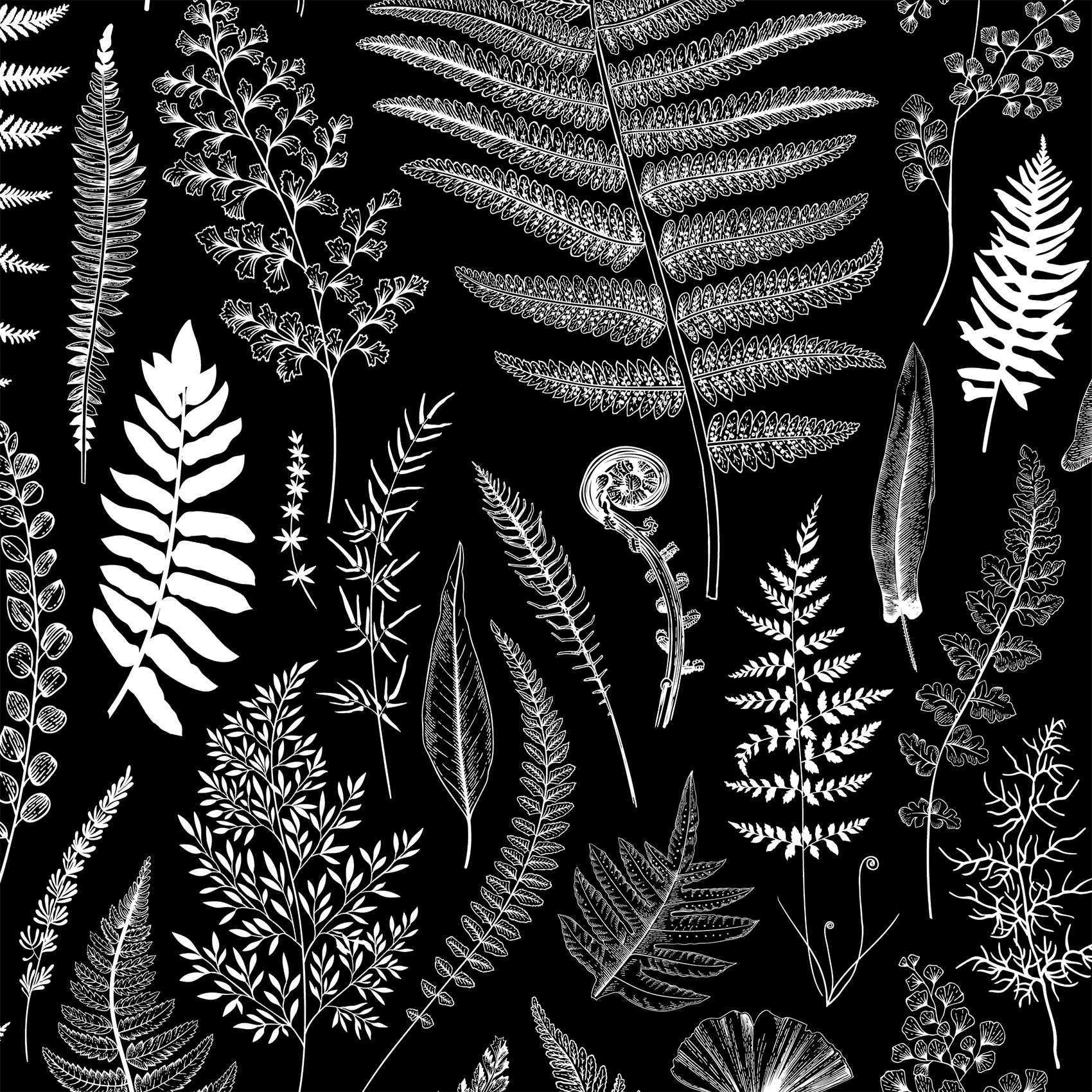 1700x1700 Ferns Black and White Removable Wallpaper 25” wide by 64” high / Peel and Stick