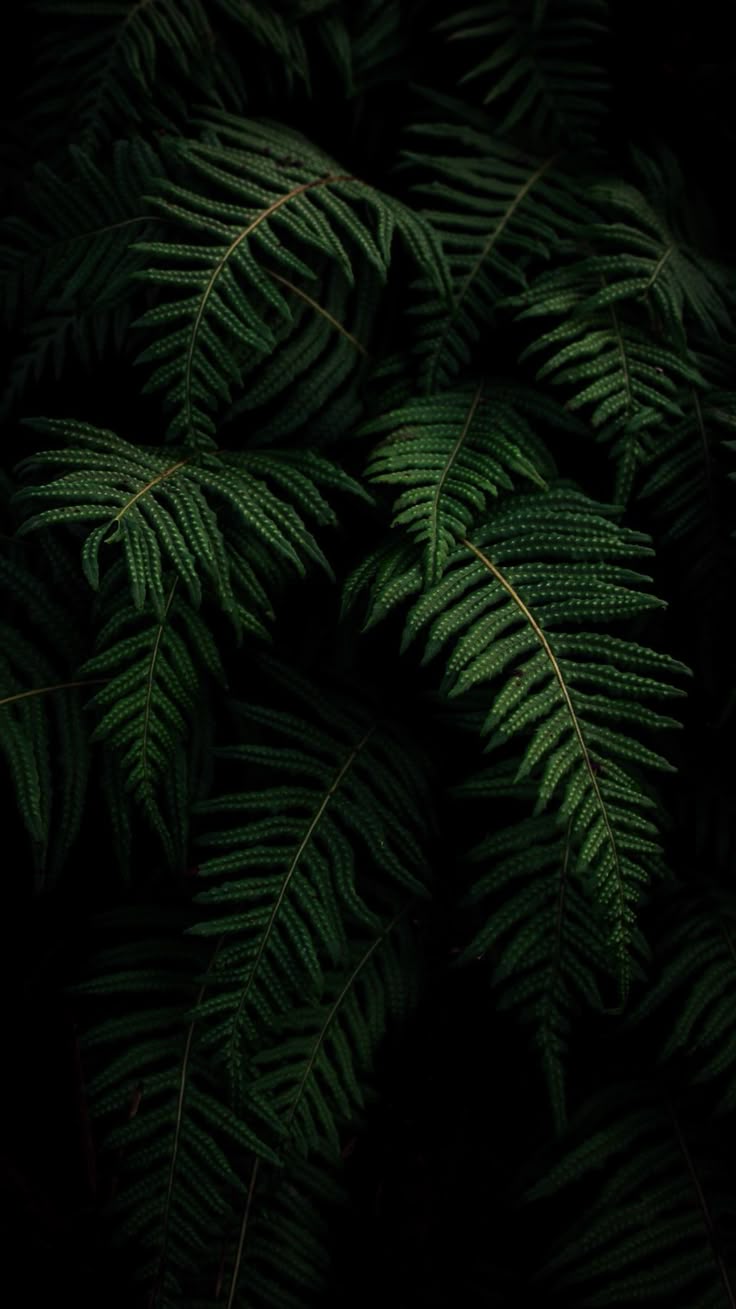 736x1309 Ferns