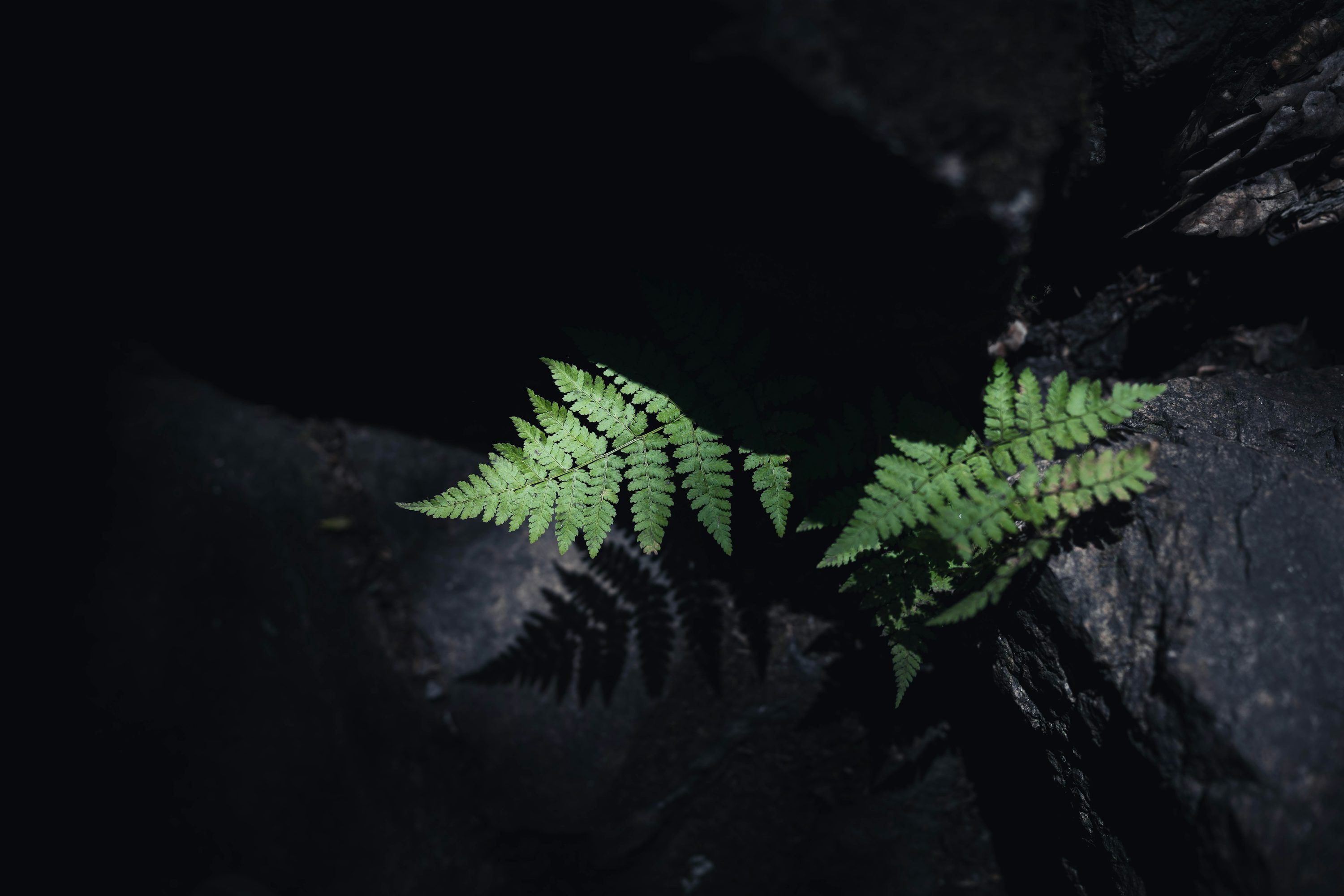3000x2000 Green fern leaves growing from dark rock photo