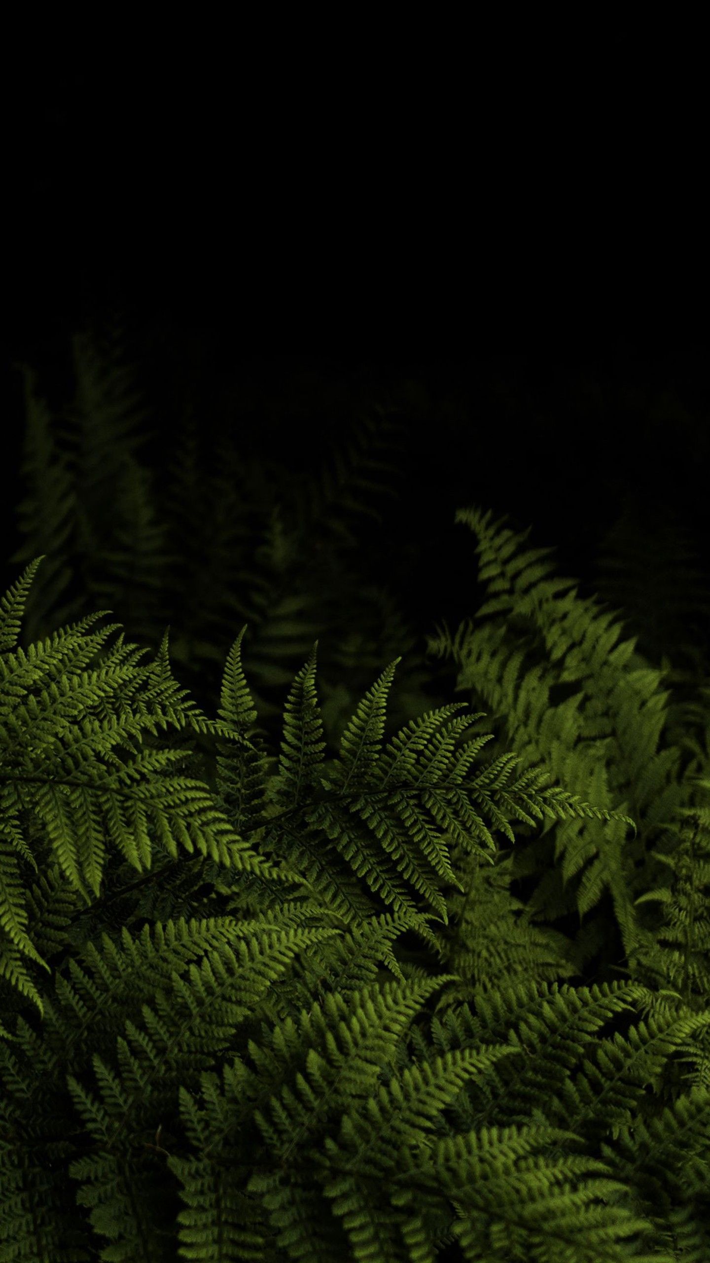 1440x2560 Closeup View Of Fern Leaves Branches In Dark Background 4K HD Nature Wallpaper