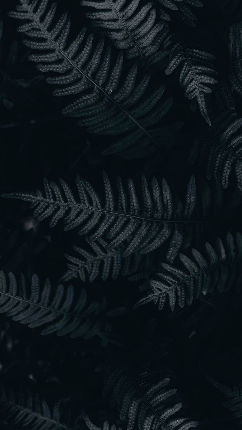 800x1422 Aesthetic Black Ferns, aesthetic black, ferns, plants, leaves, HD phone wallpaper