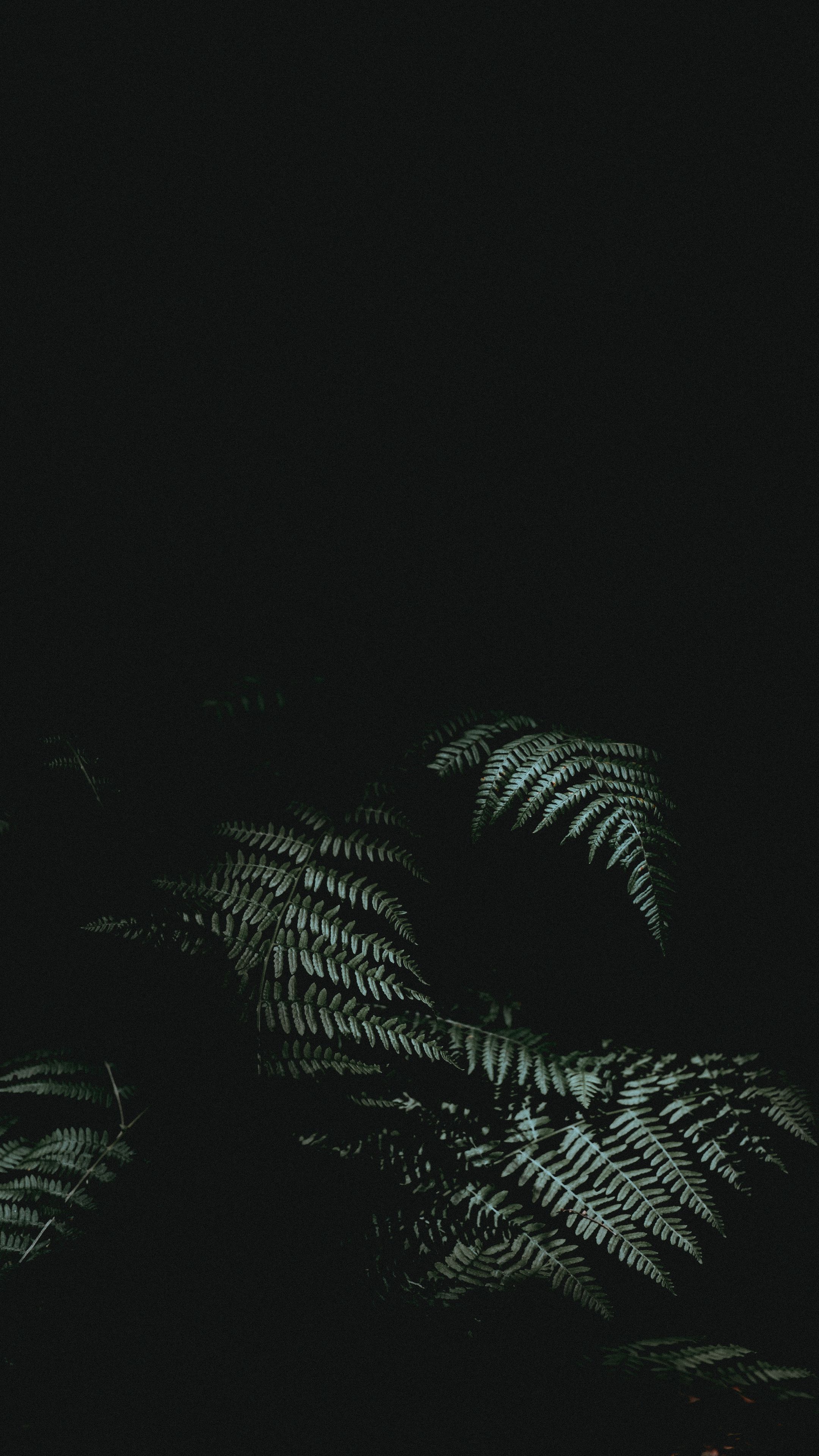 2160x3840 Download wallpaper 2160x3840 fern, dark, darkness, plant, leaves samsung galaxy s s note, sony xperia z, z z z htc one, lenovo vibe HD background