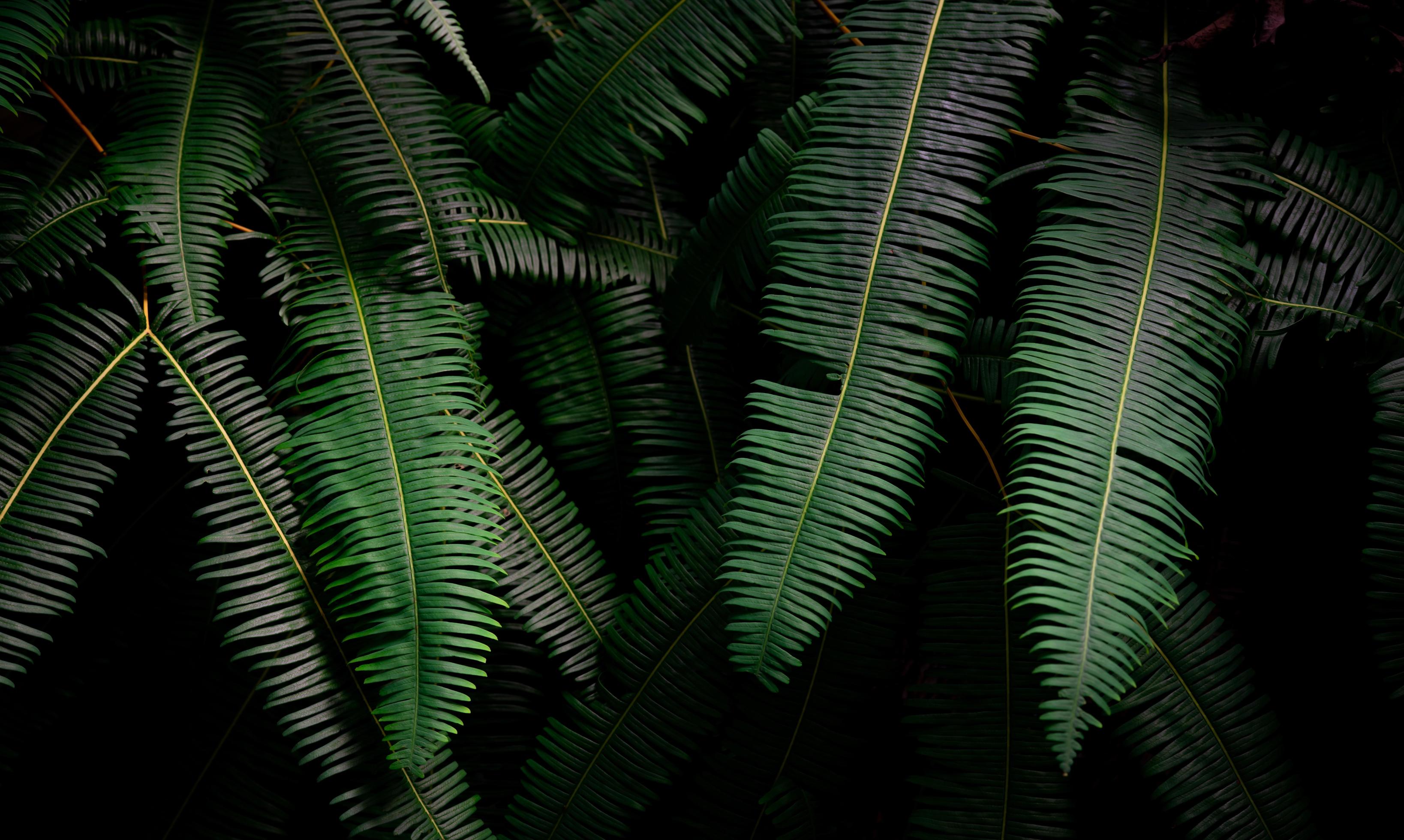 3275x1960 Fern leaves on dark background in jungle. Dense dark green fern leaves in garden at night. Nature abstract background. Fern at tropical forest. Exotic plant. Beautiful dark green fern leaf texture. 7774457