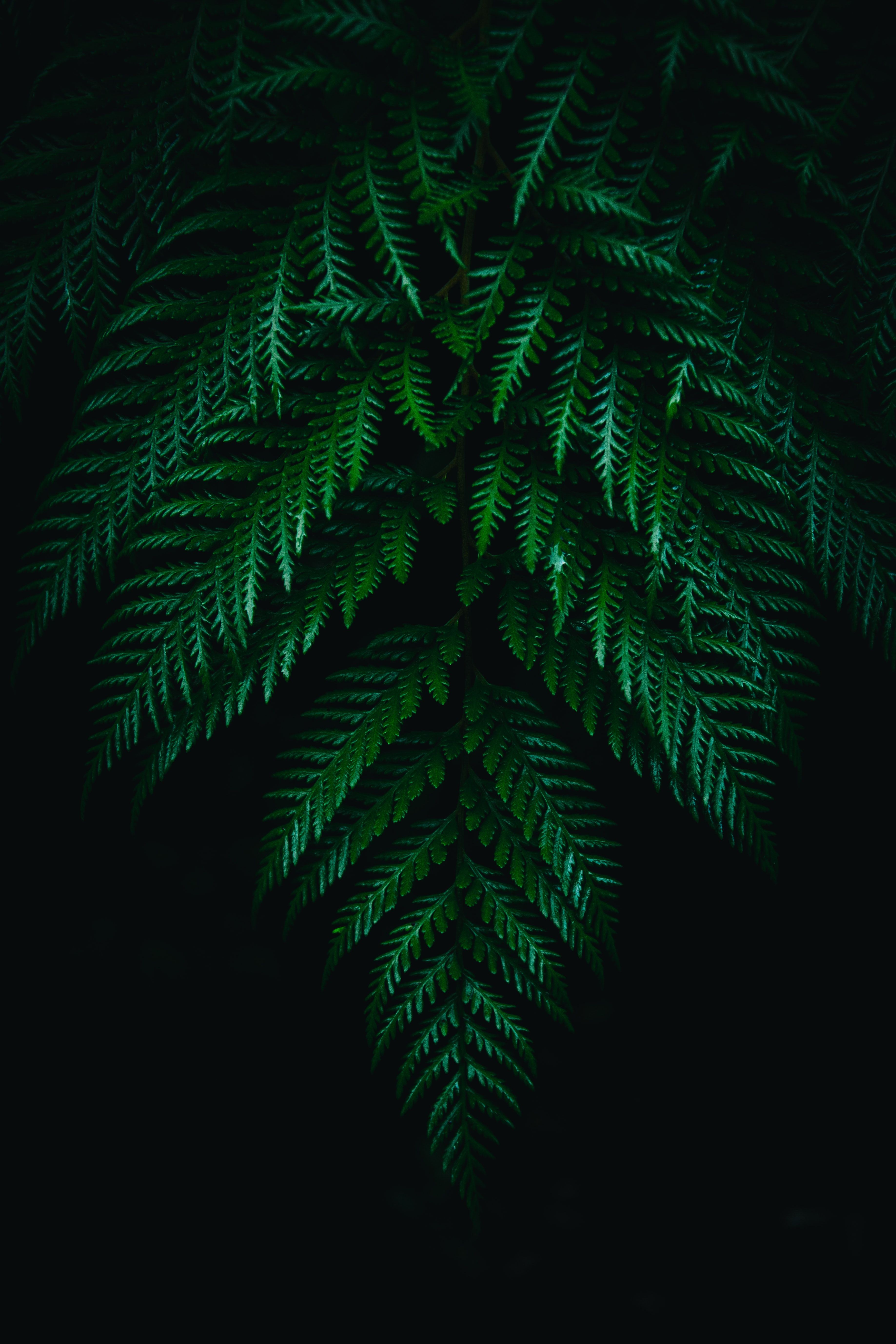 3675x5513 Phone wallpaper: Fern, Leaves, Dark, Plant, Macro, Branches 100052