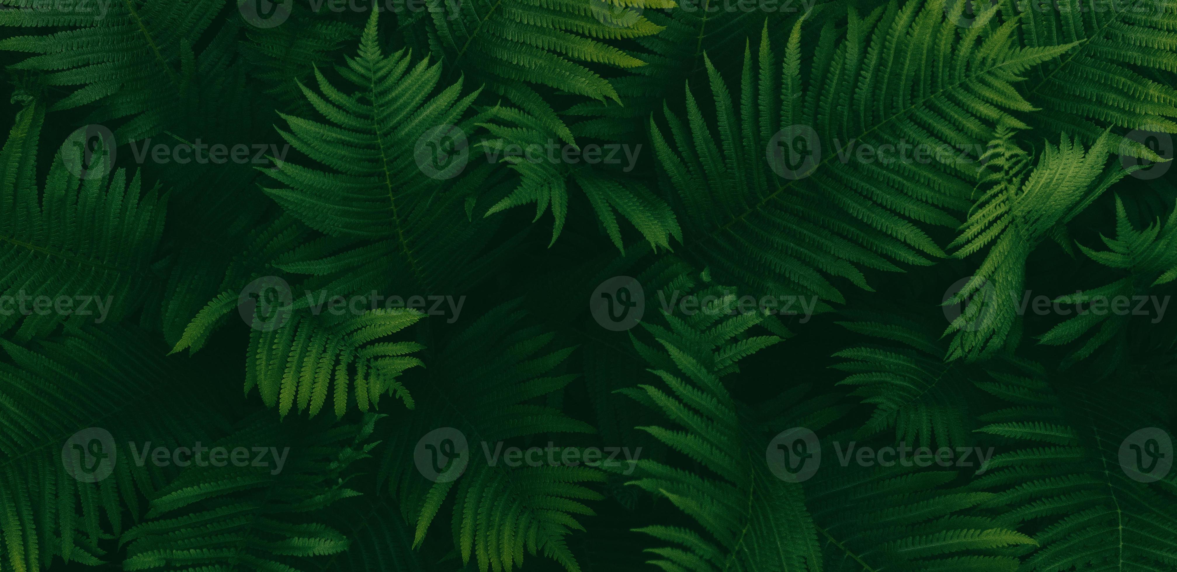 4030x1960 Dark green ferns background, fern leaves moody botanical texture, low key natural plants banner
