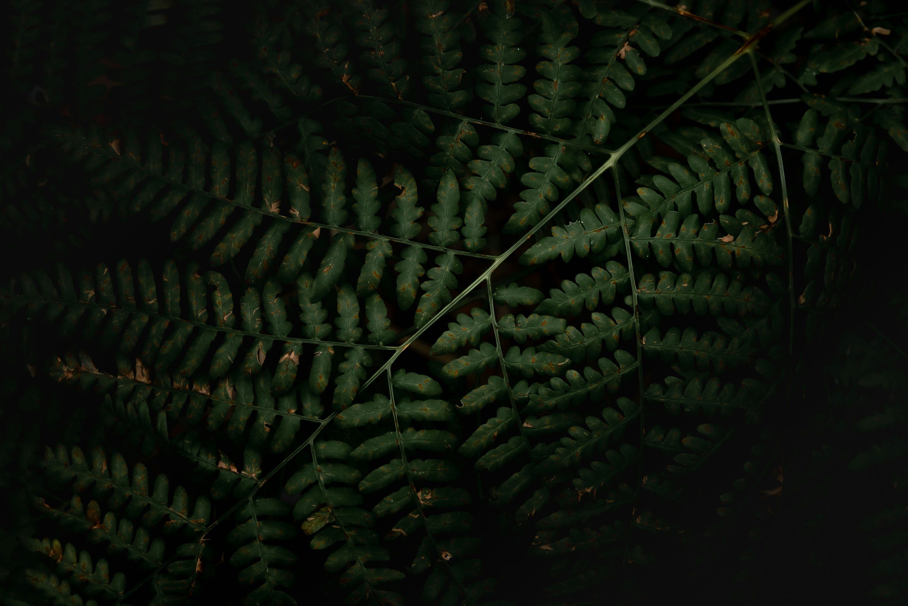 3000x2003 A close up of a fern leaf in the dark photo