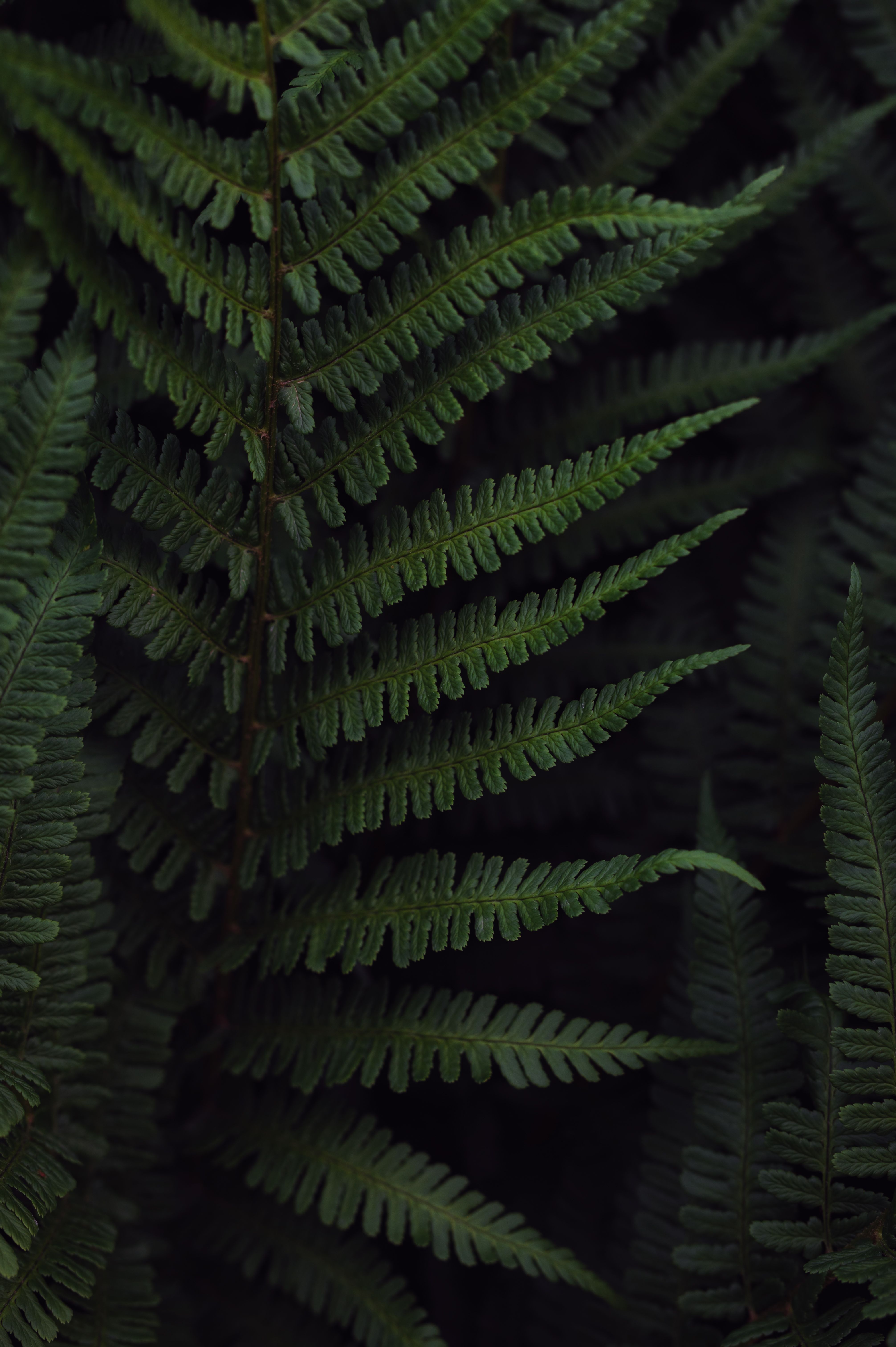 4024x6048 Dark Fern Photo, Download The BEST Free Dark Fern & HD Image