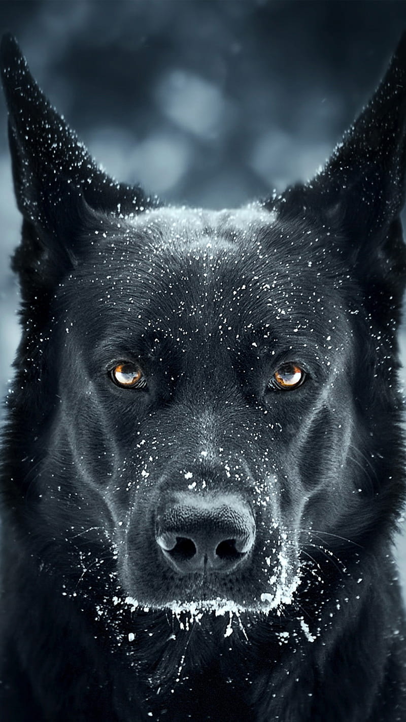 800x1422 HD mad dog wallpaper