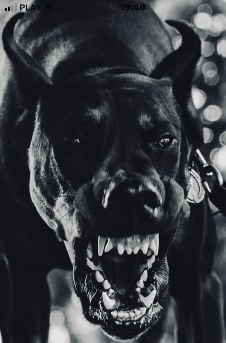 735x1112 Playful Pitbull: A Black and White Photo of a Dog. Doberman tattoo, Angry dog, Scary